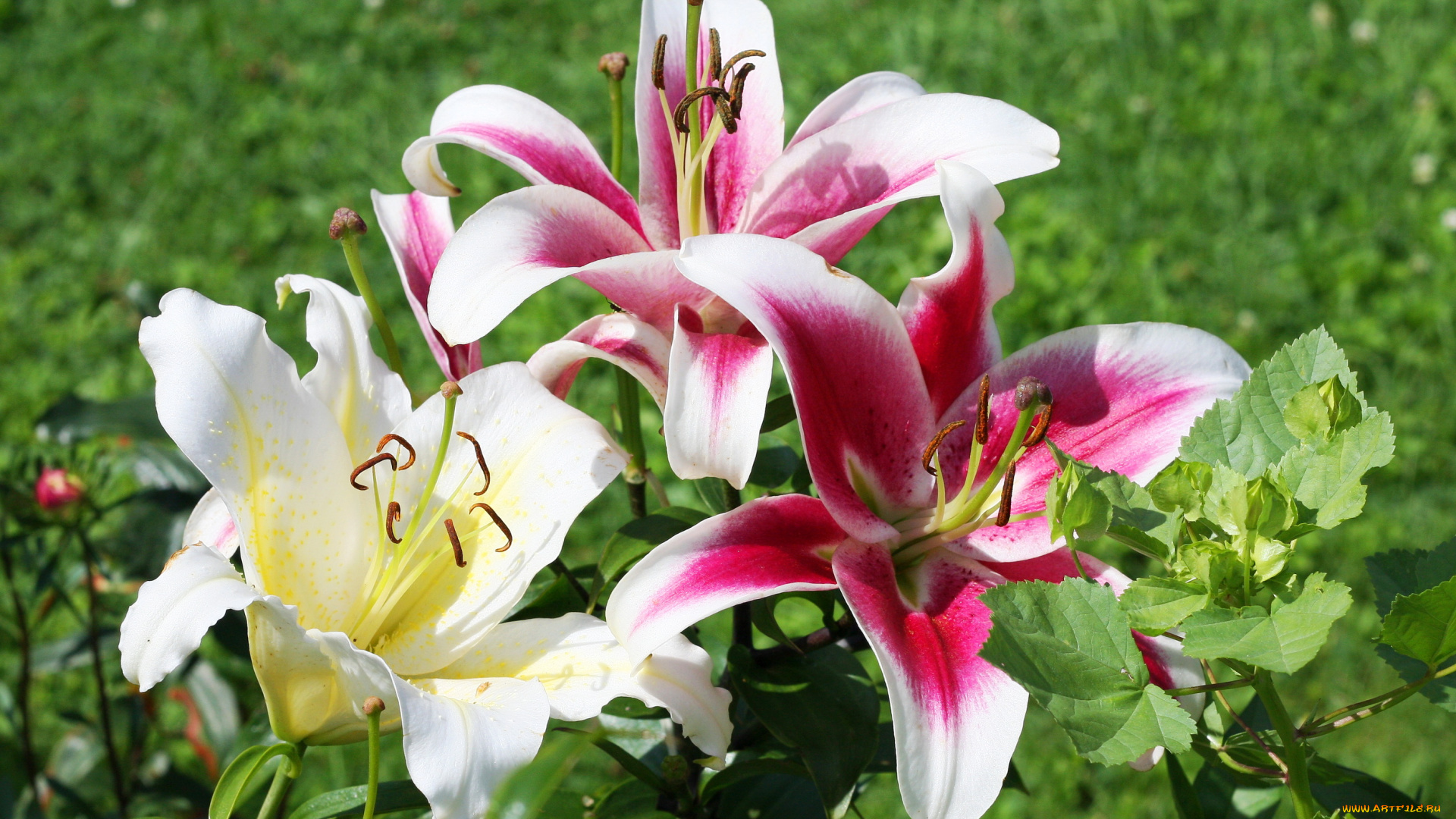 цветы, лилии, , лилейники, лилейник