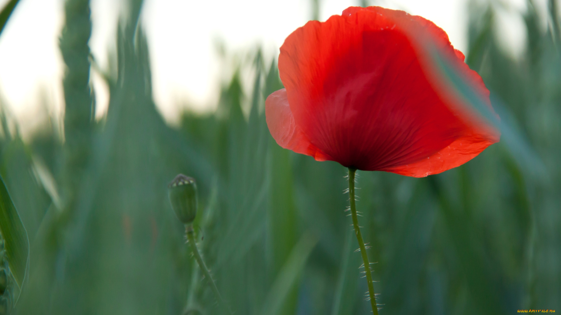 цветы, маки, красный