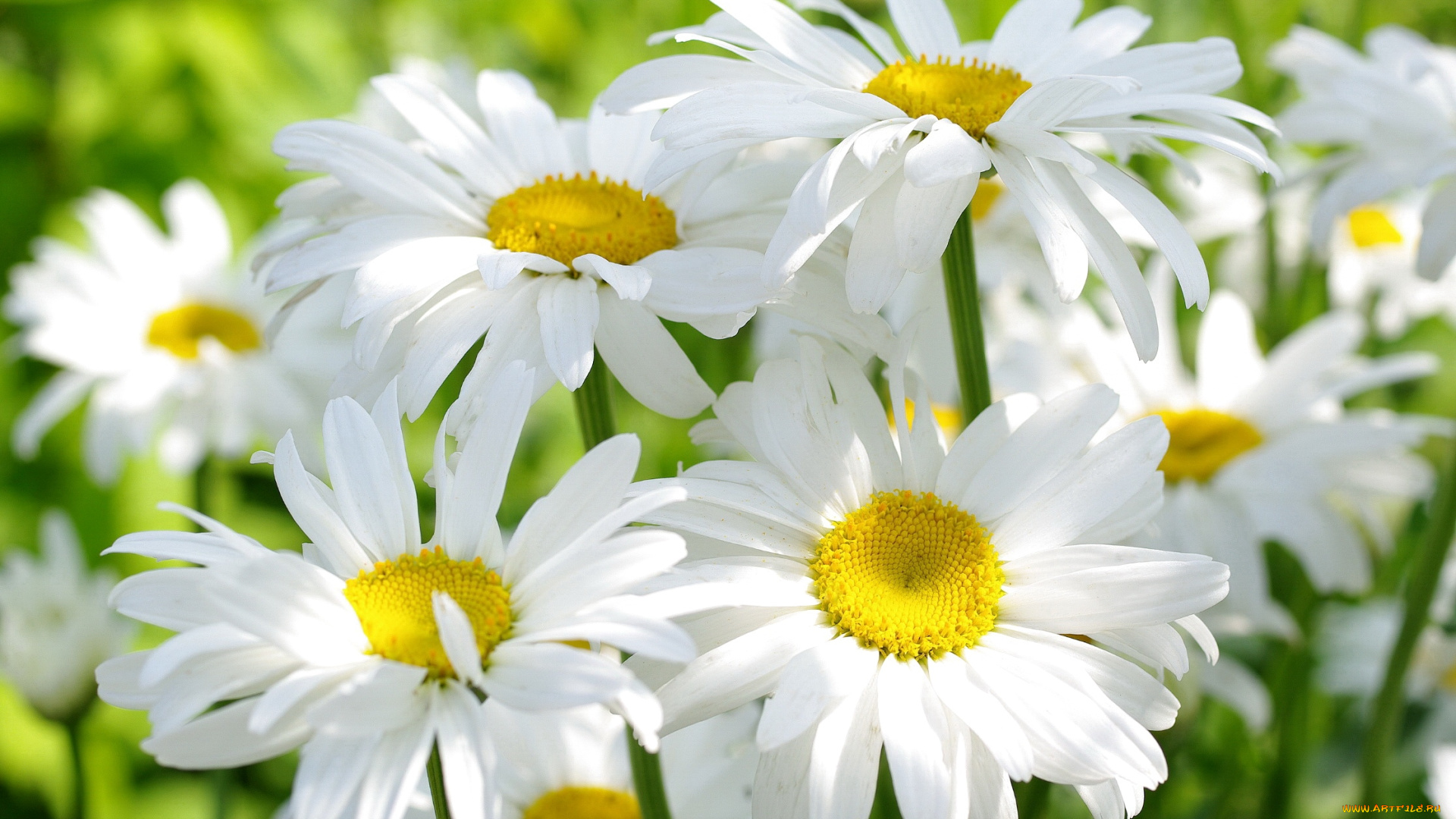 цветы, ромашки, солнце