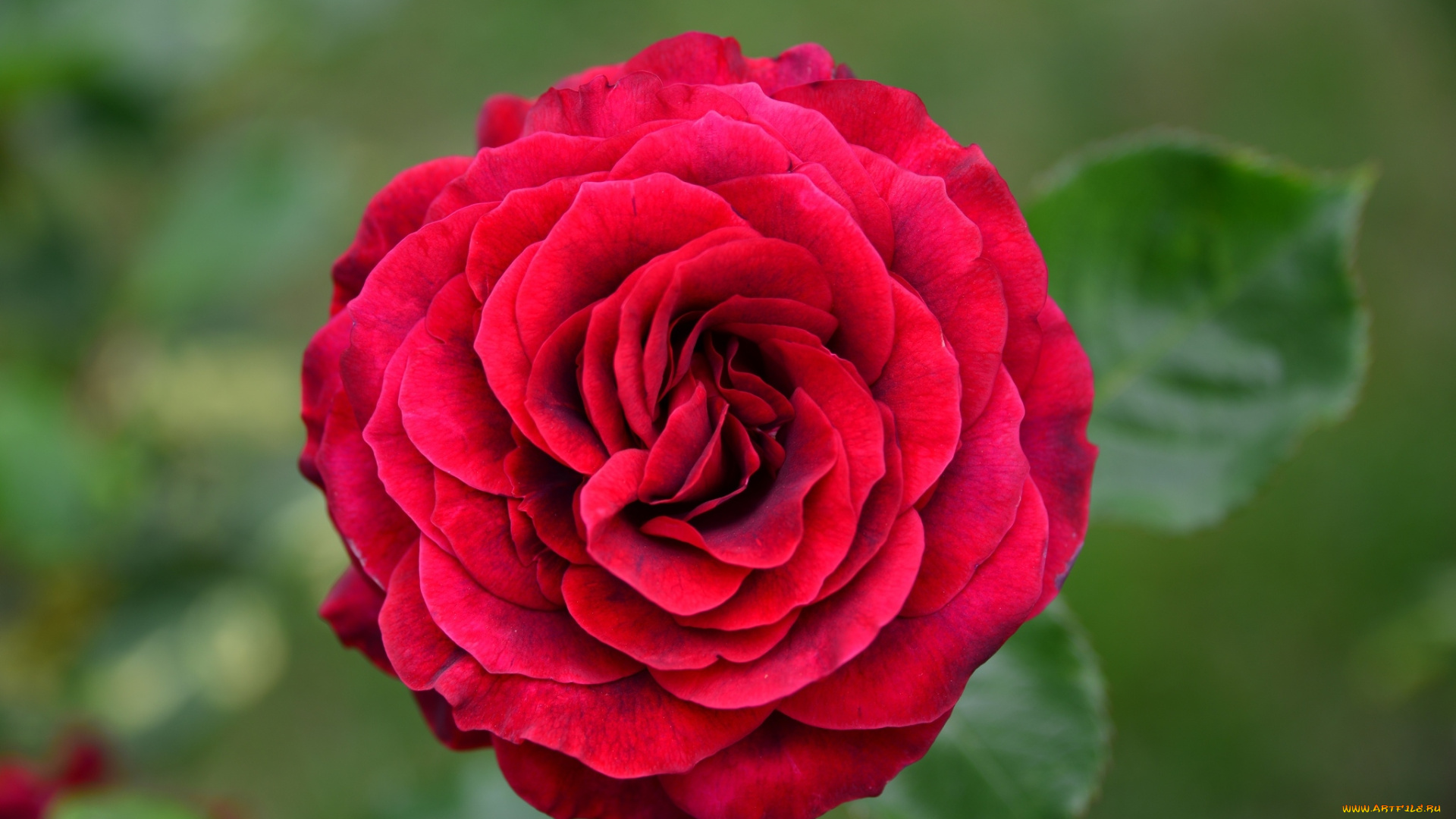 цветы, розы, красный