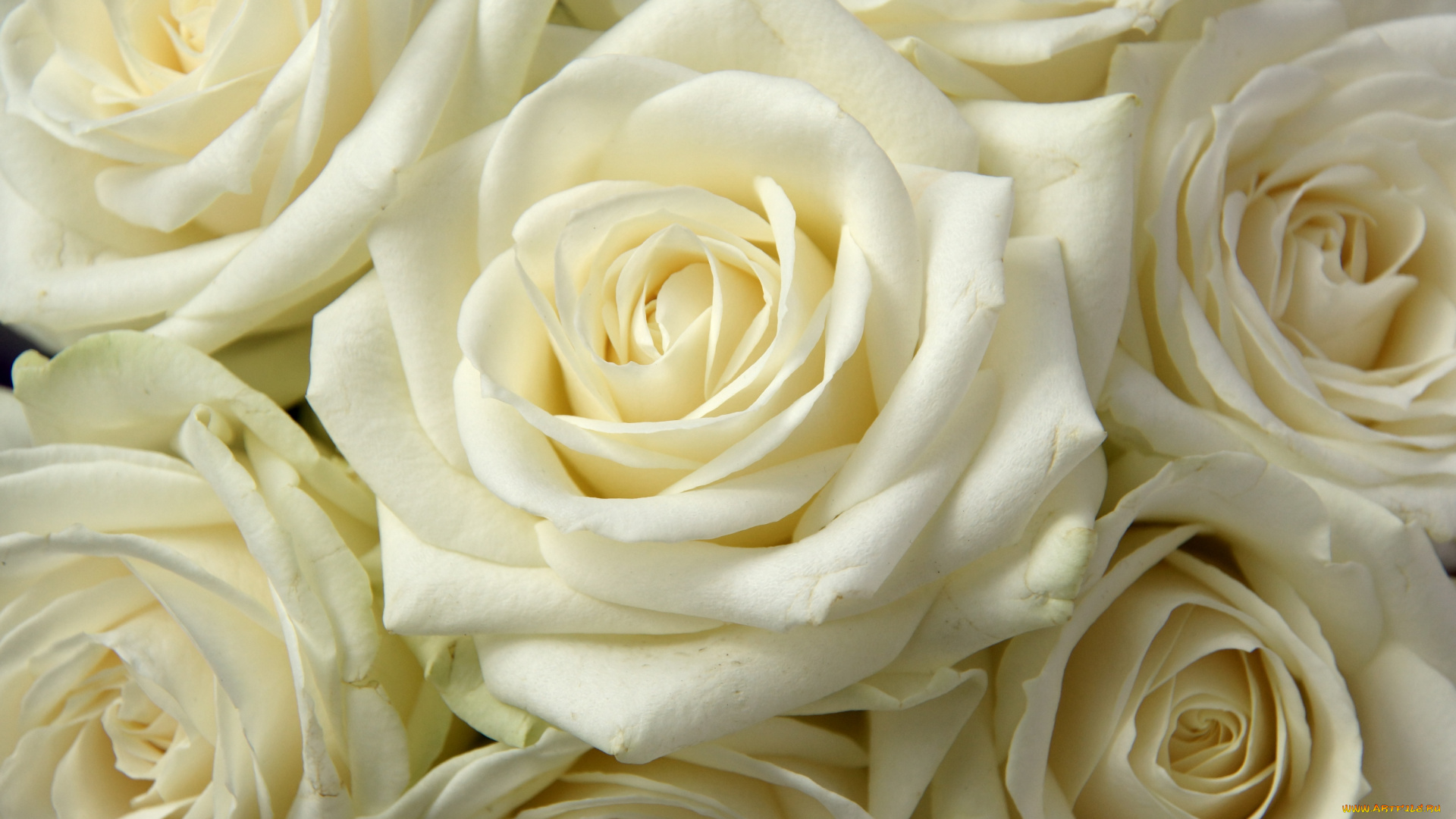 цветы, розы, много