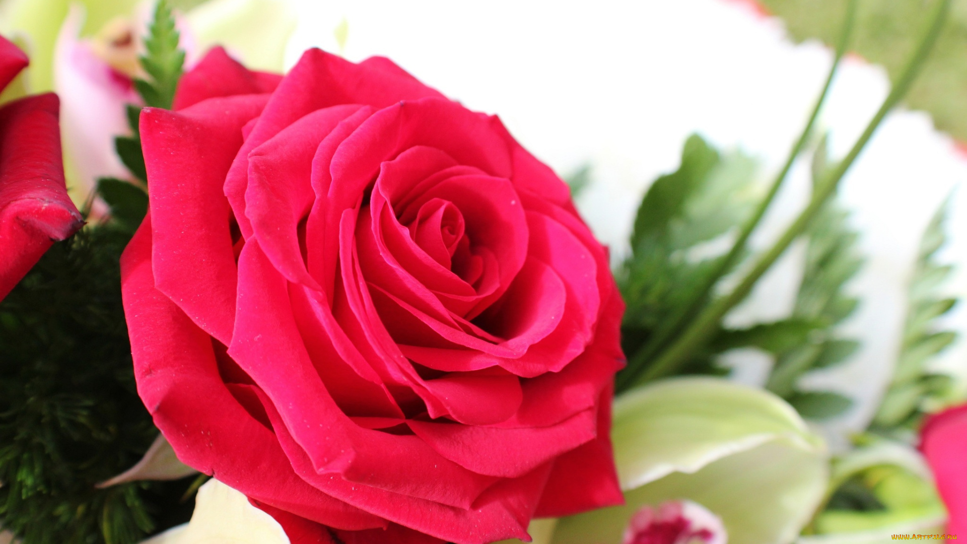 цветы, розы, роза, лепестки, букет