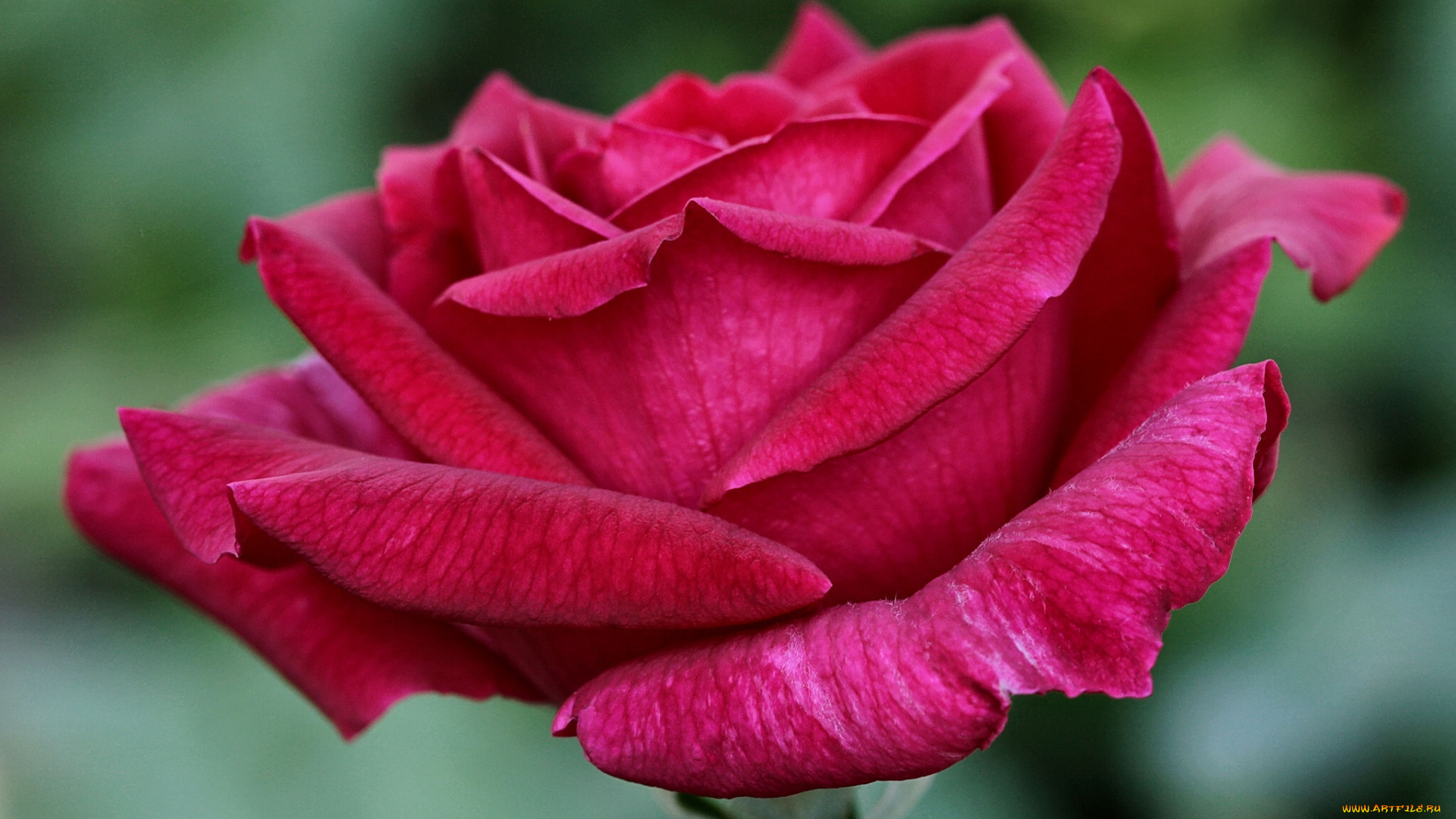 цветы, розы, роза, лепестки, бутон, макро