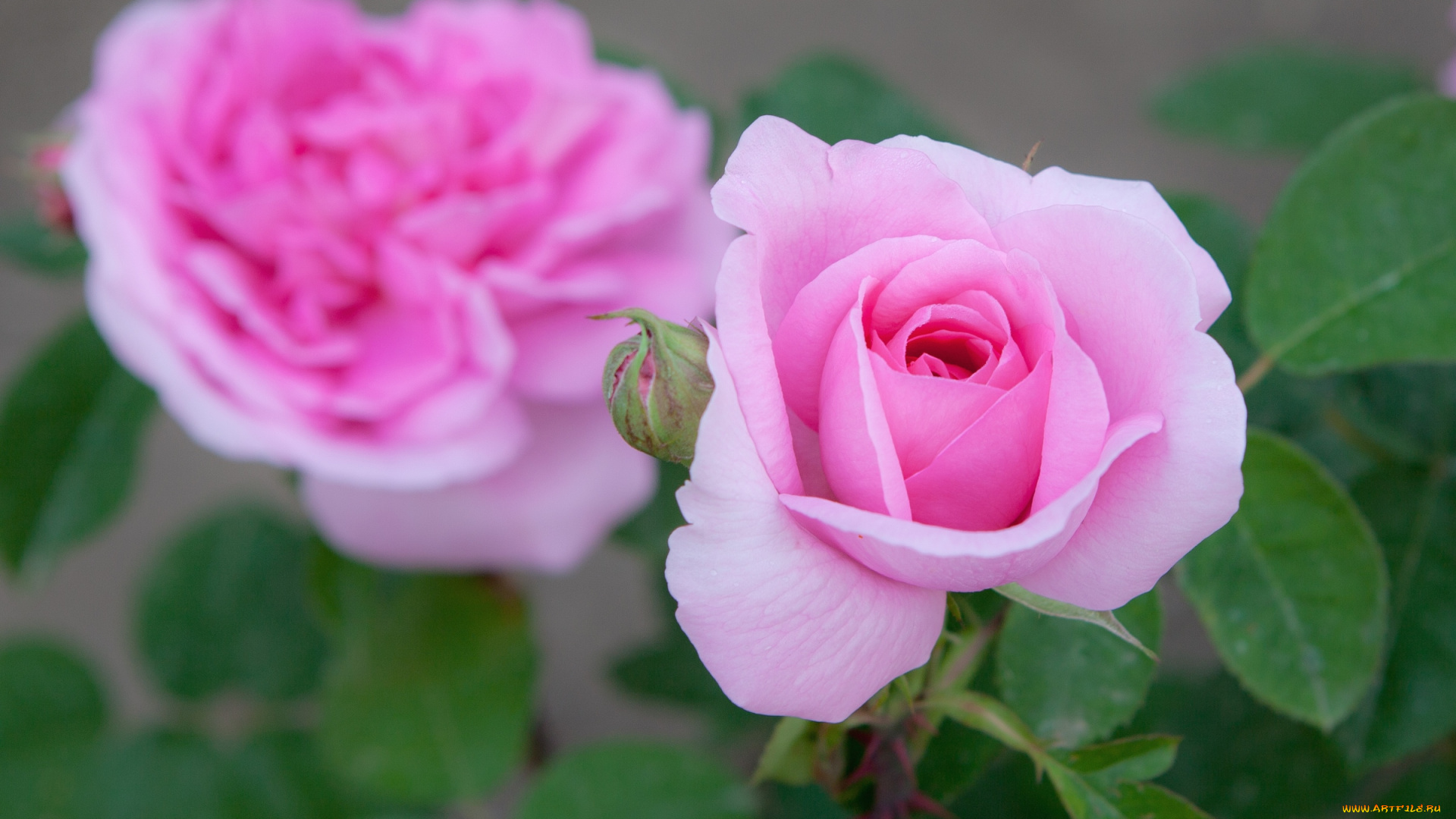 цветы, розы, розовый