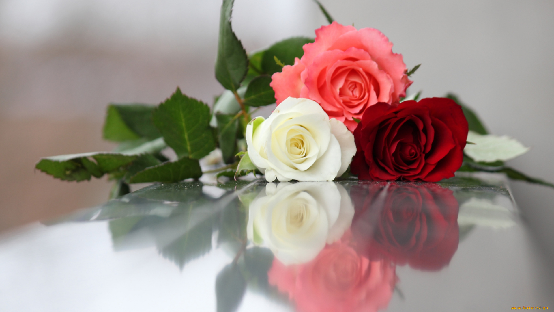 цветы, розы, трио