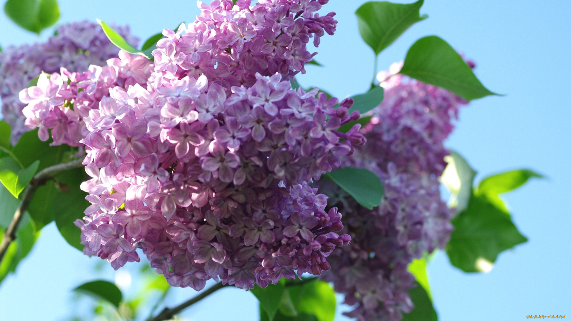 цветы, сирень, куст