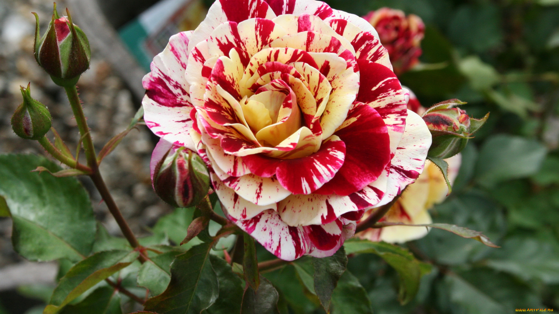 george, burns, цветы, розы, куст, бутон