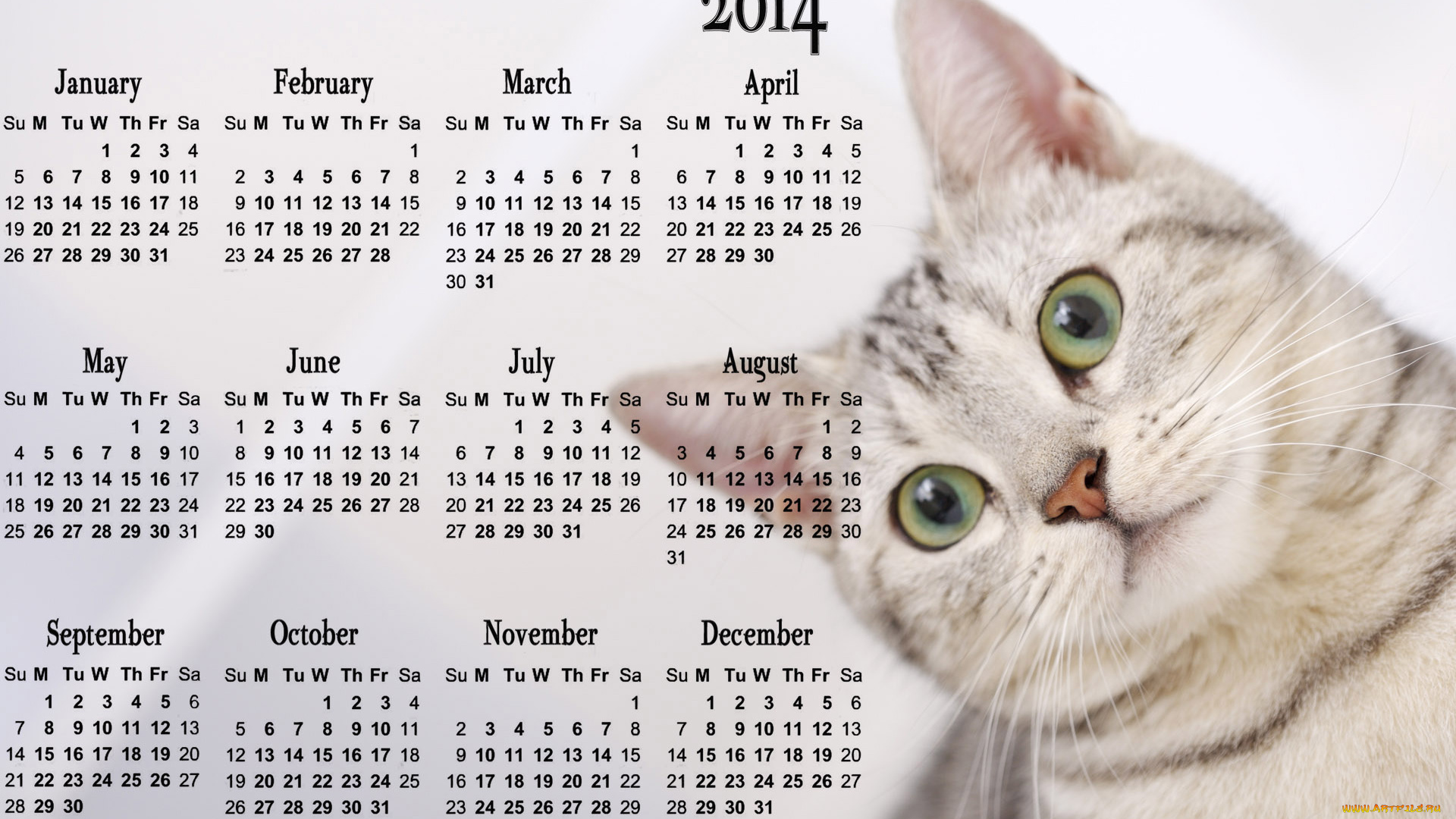 календари, животные, кот