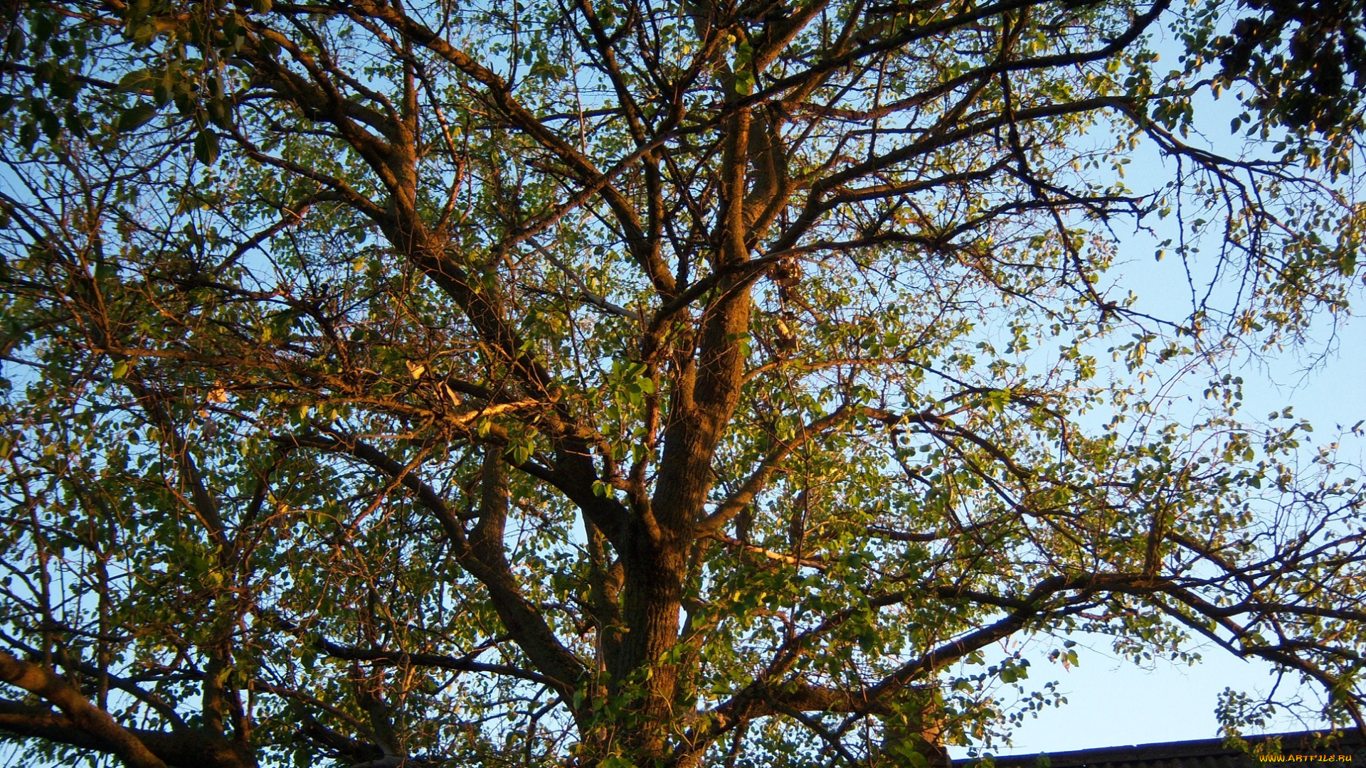 природа, деревья, вечер, закат, ветви, дерево