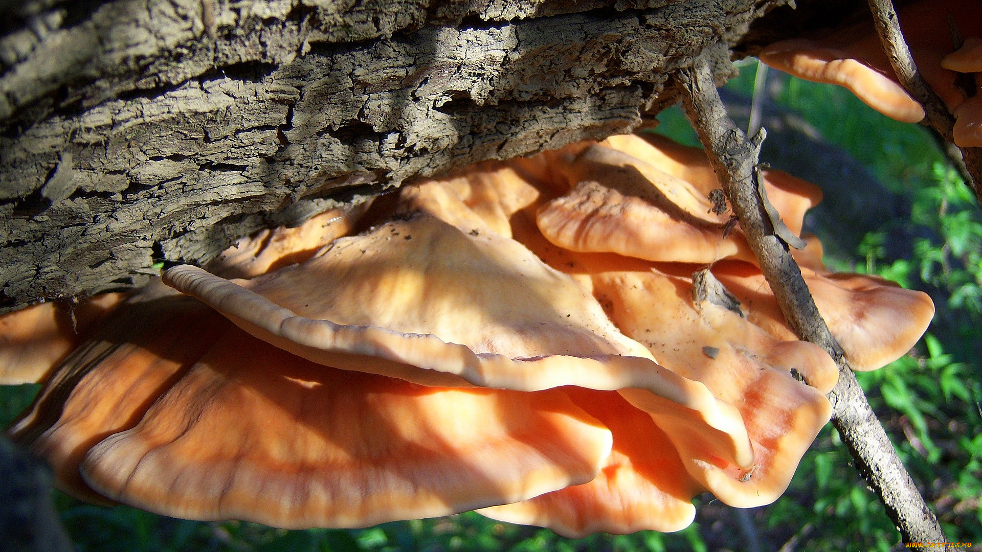 природа, грибы, оранджевые