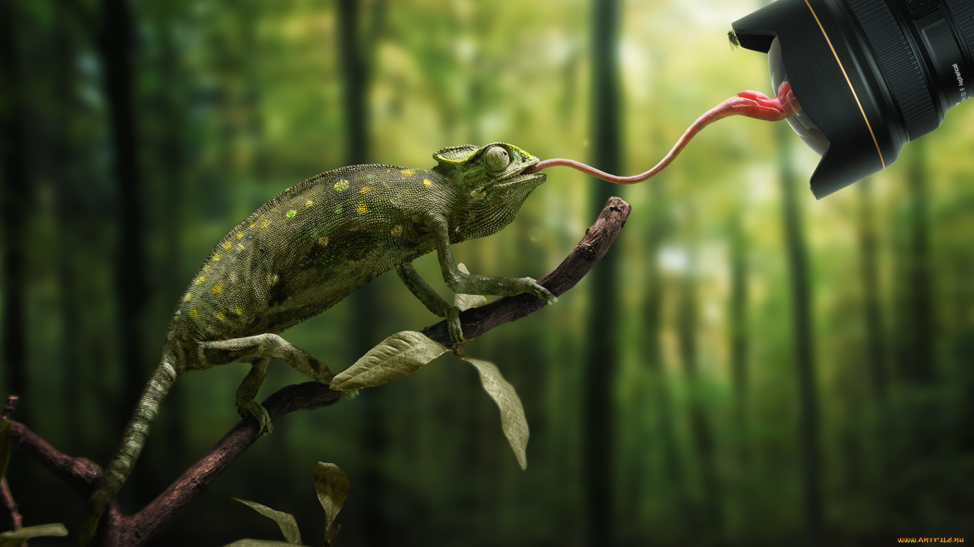 разное, компьютерный, дизайн, язык, хамелеон, ветка, объектив