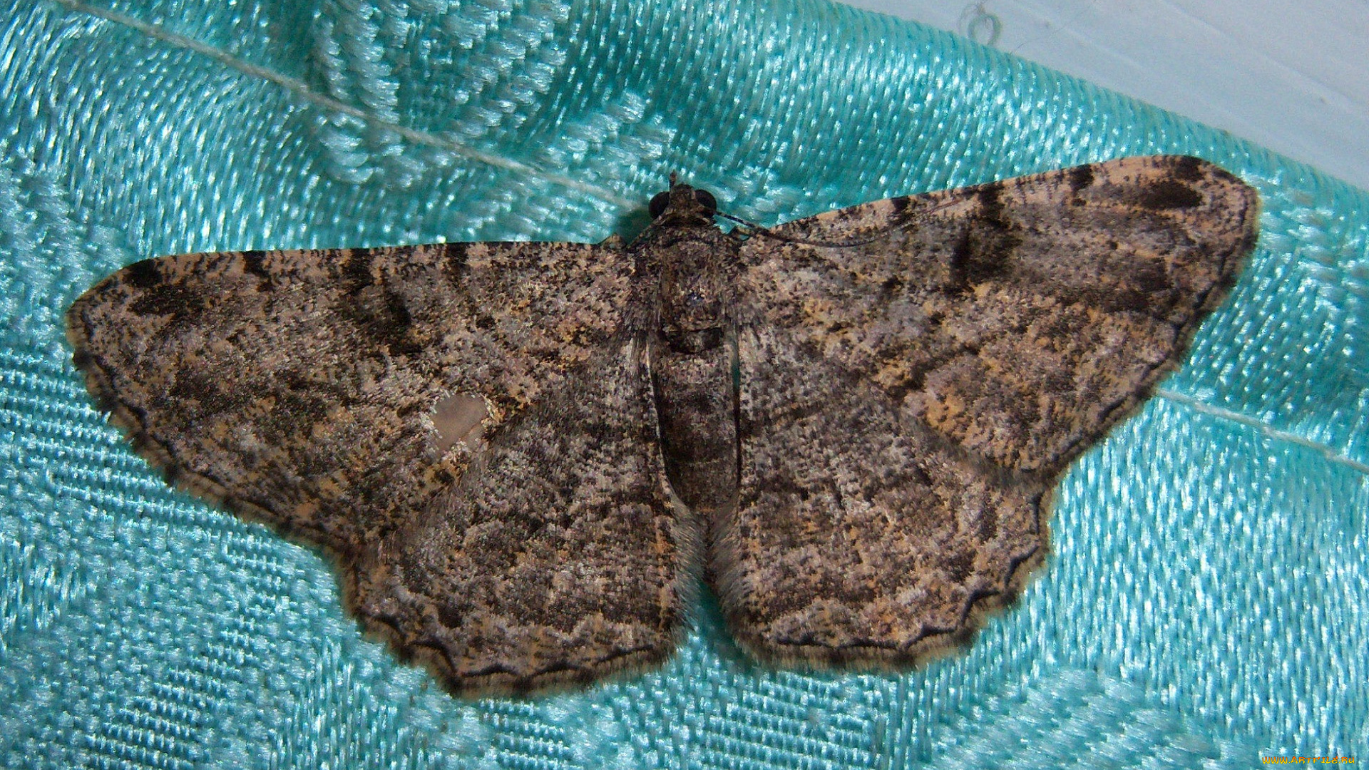 животные, бабочки, мотылёк