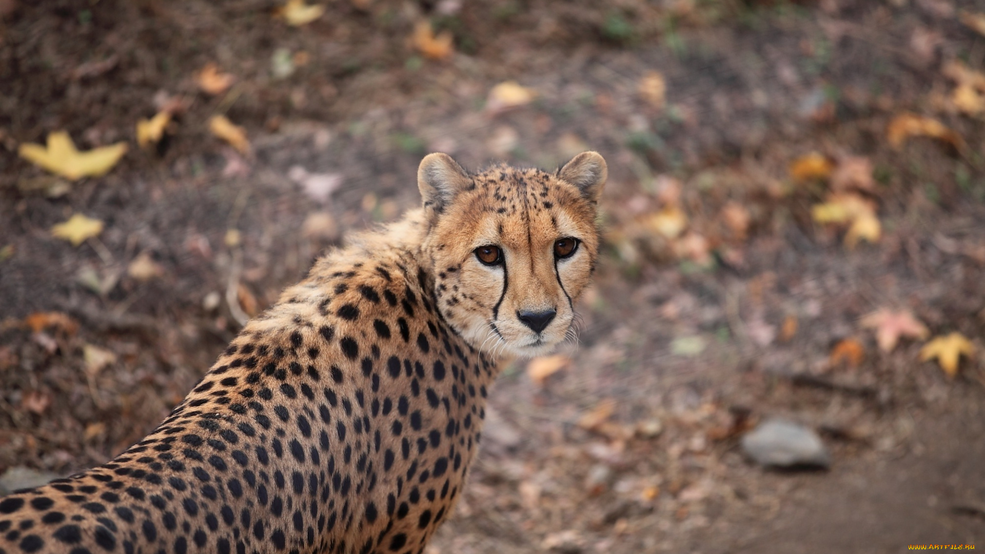 животные, гепарды, морда, гепард
