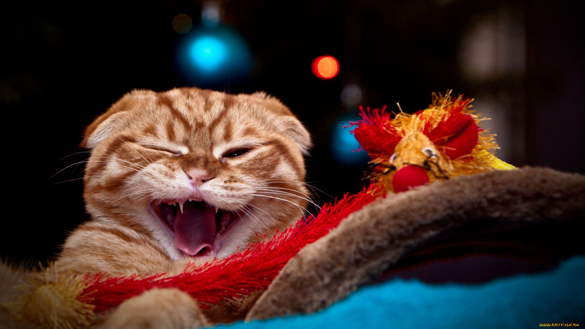 животные, коты, котяра