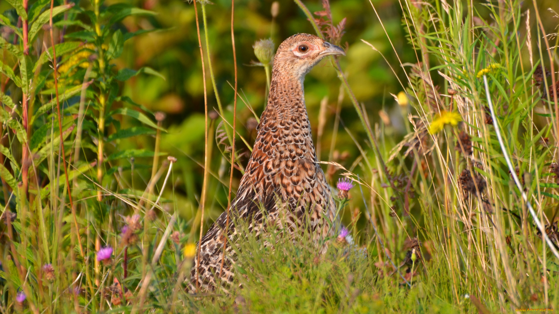 животные, куропатки, , рябчики, , перепела, куропатка