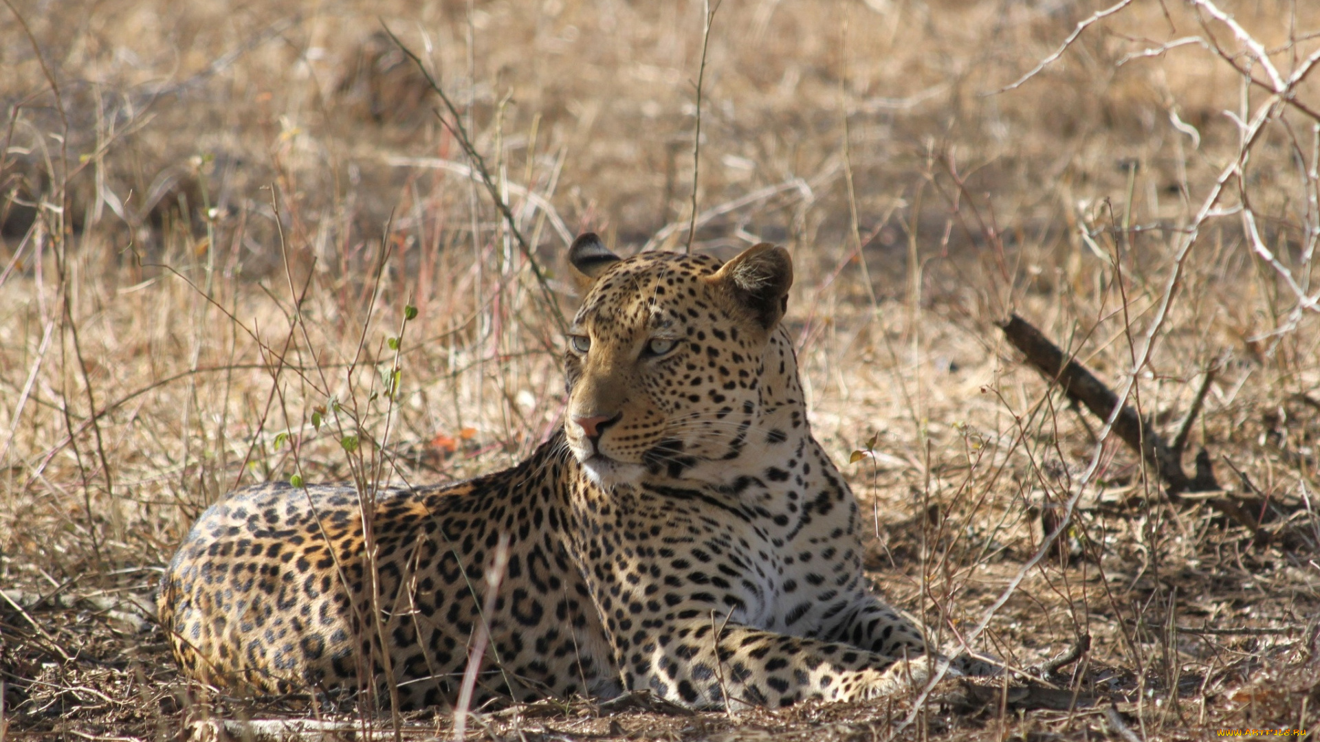 животные, леопарды, леопард