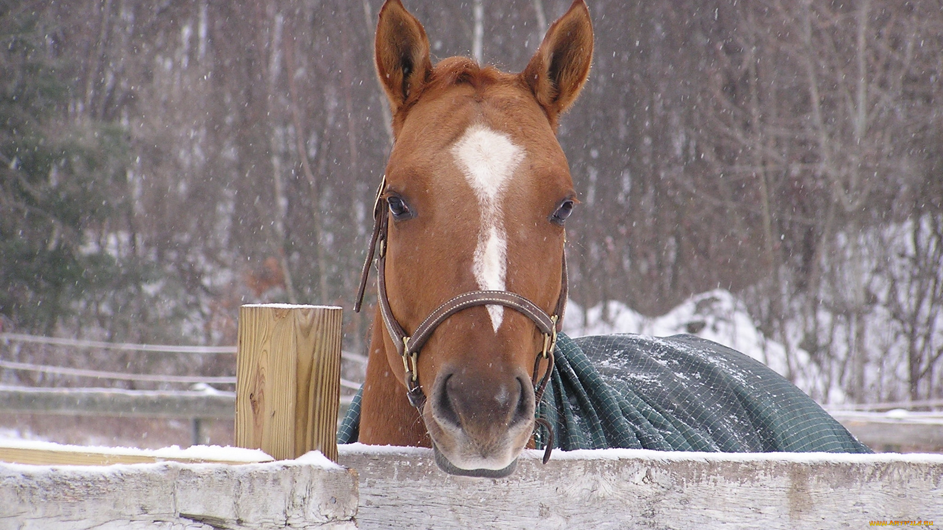 животные, лошади, лошадь, зима, накидка, конь