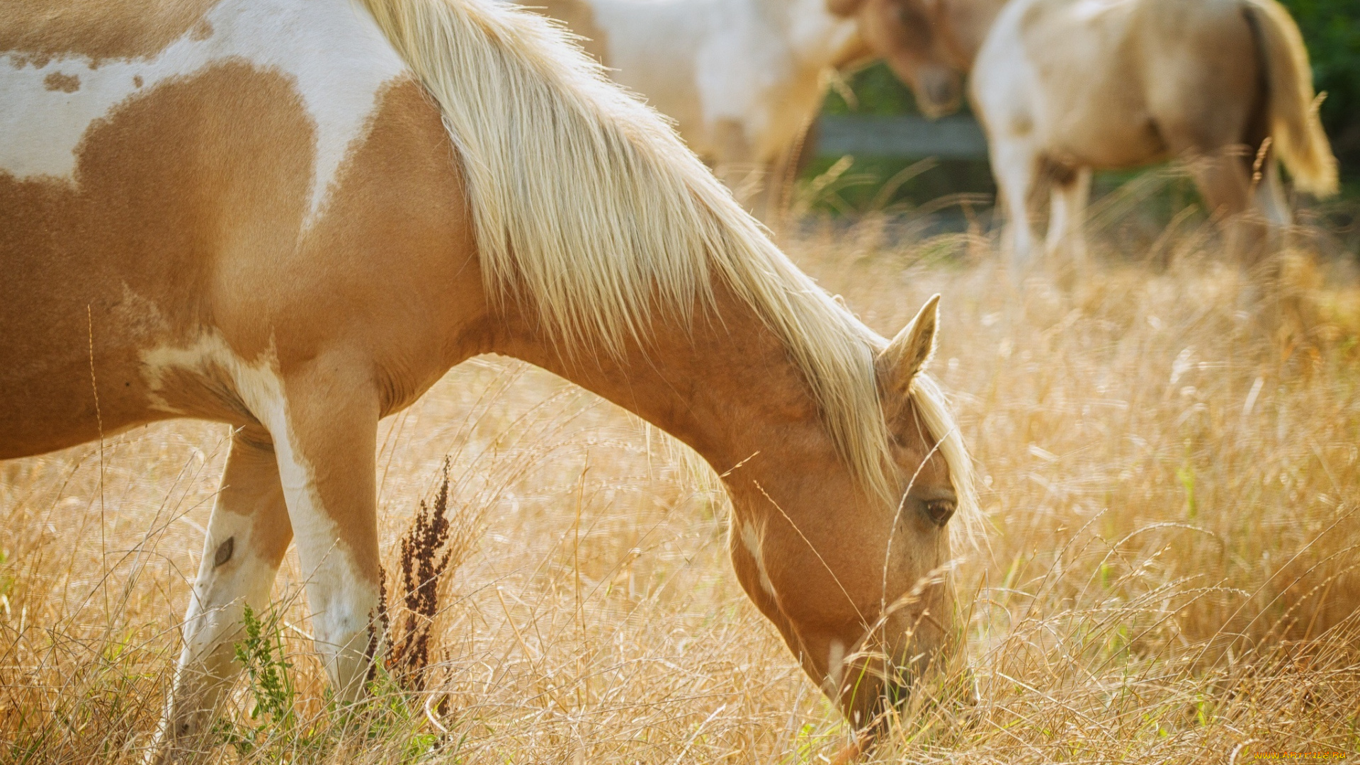 животные, лошади, свет, пастбище, трава, конь