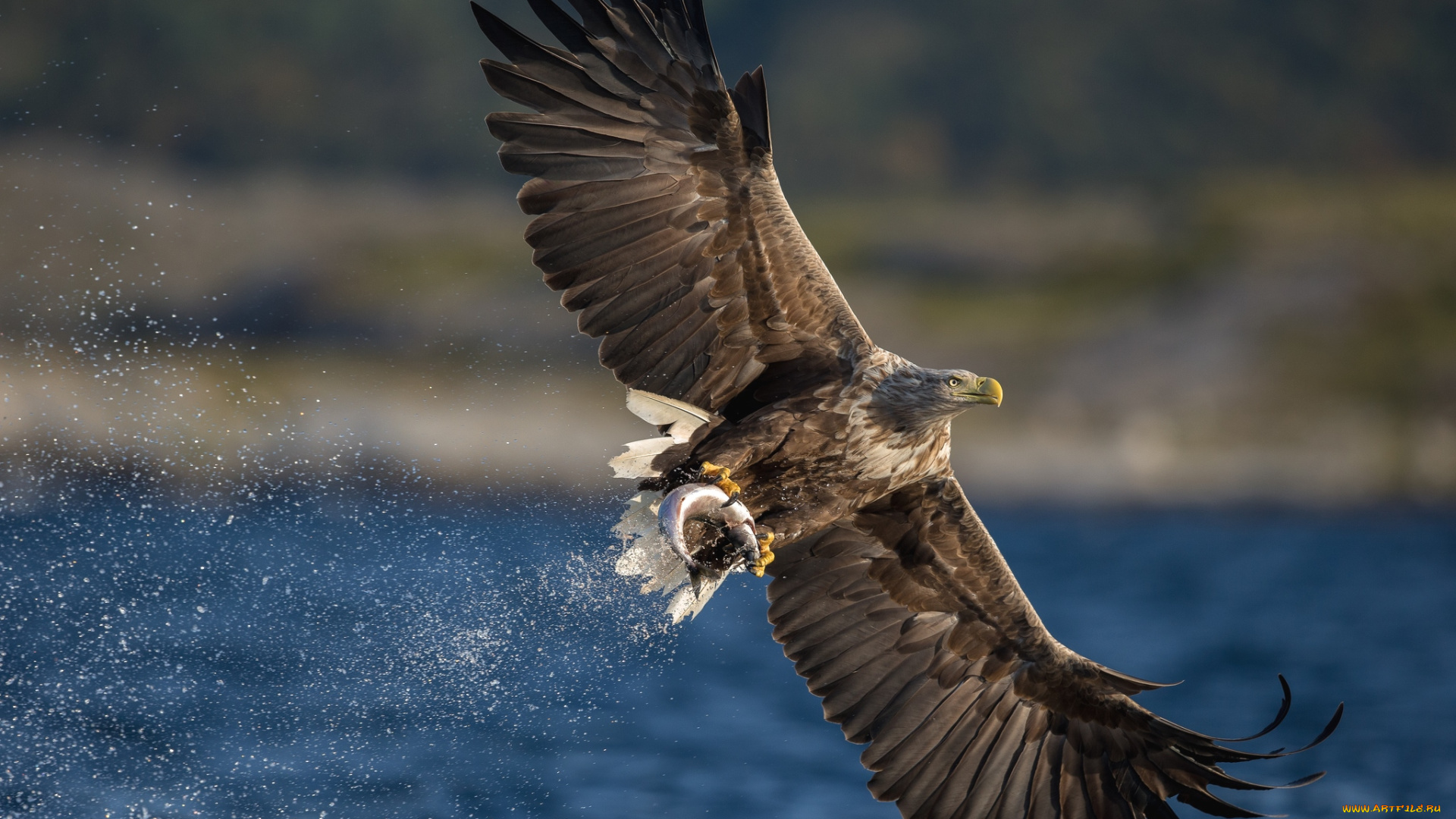 животные, птицы, -, хищники, полет, добыча