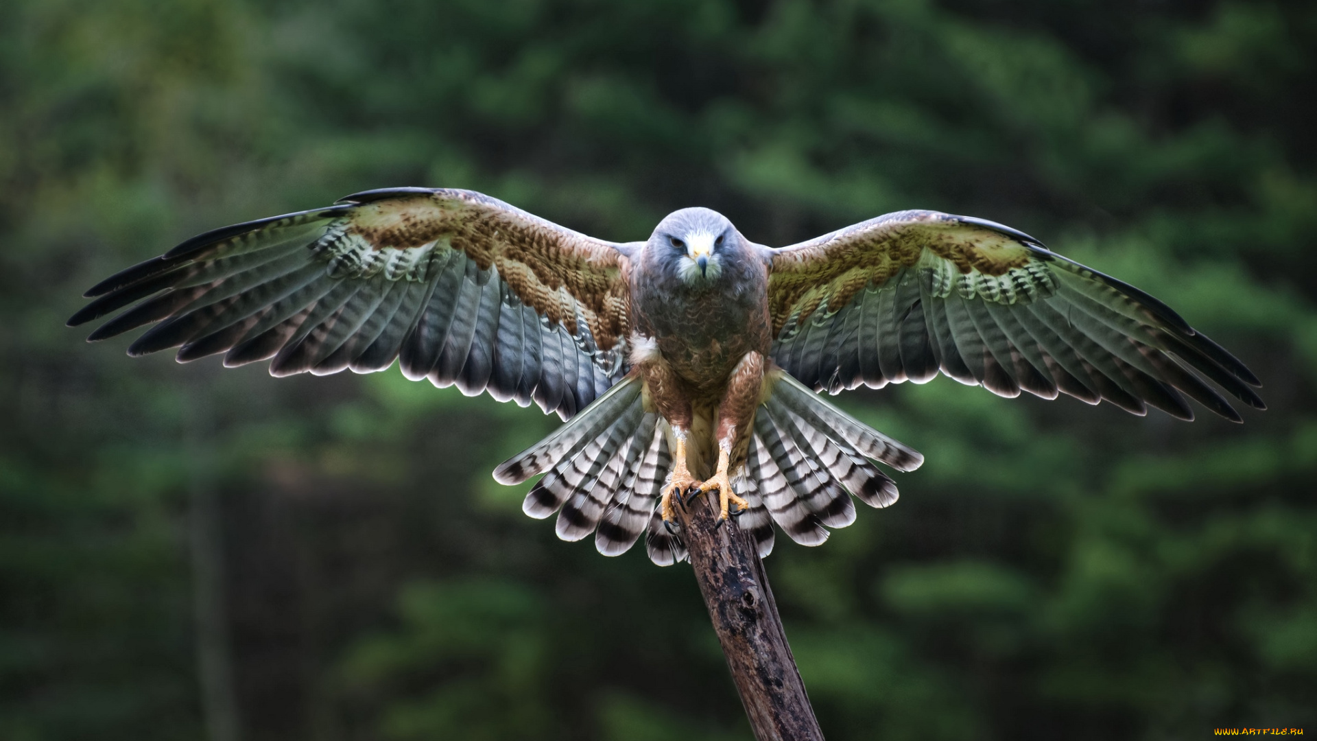 животные, птицы, -, хищники, взлет