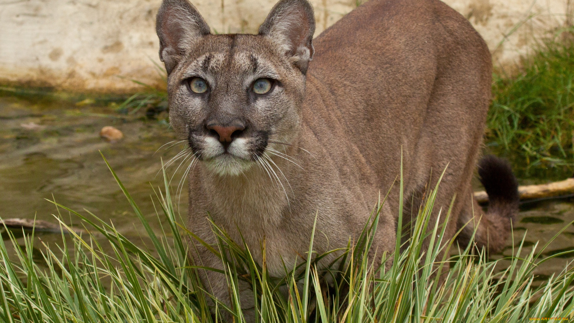 животные, пумы, кугуар, морда, взгляд, вверх