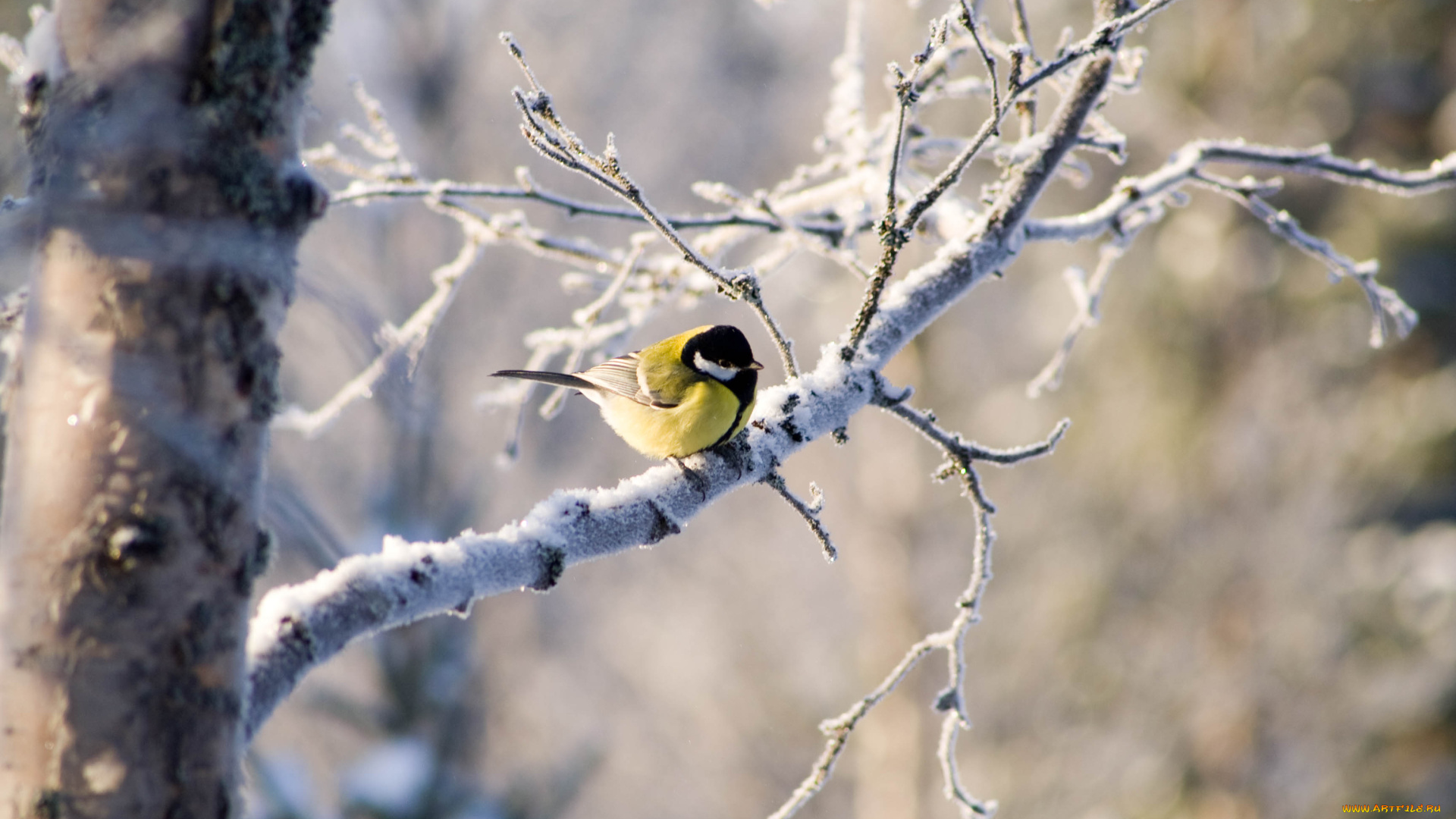 животные, синицы, , лазоревки, птичка, ветка