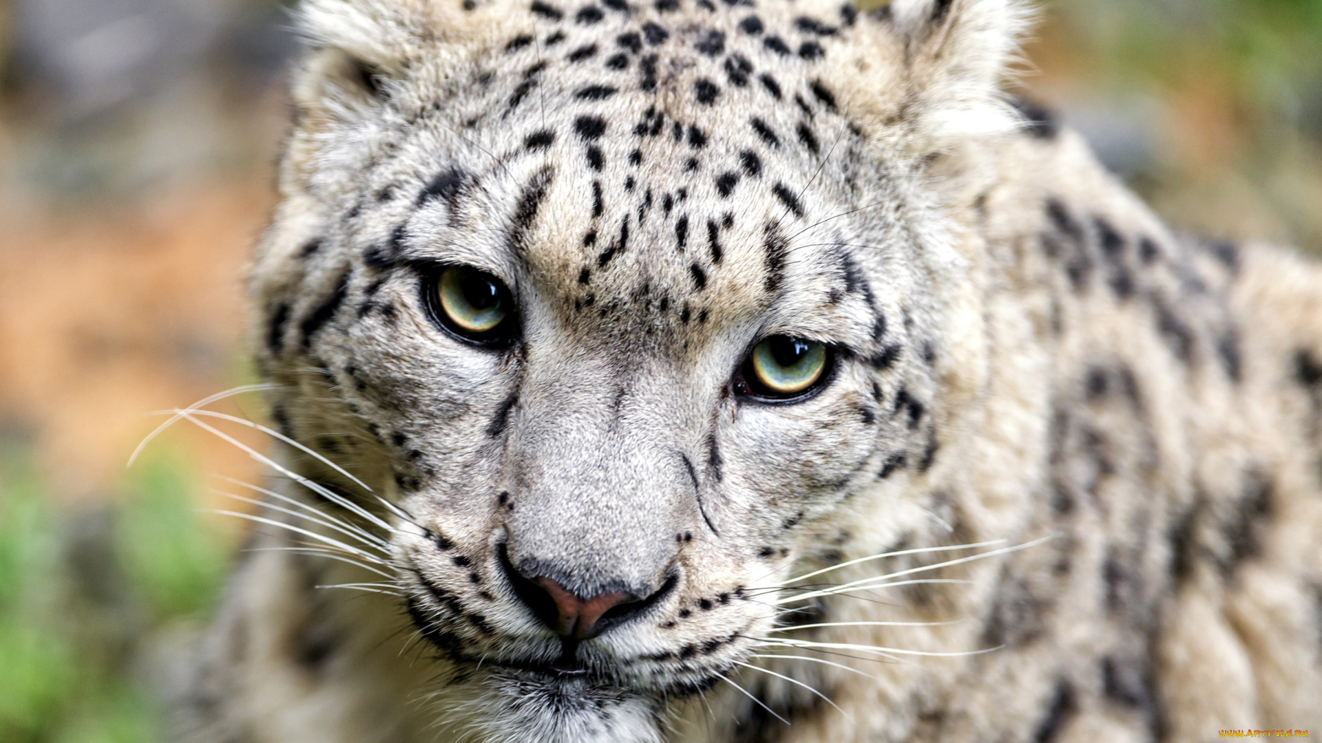 животные, снежный, барс, , ирбис