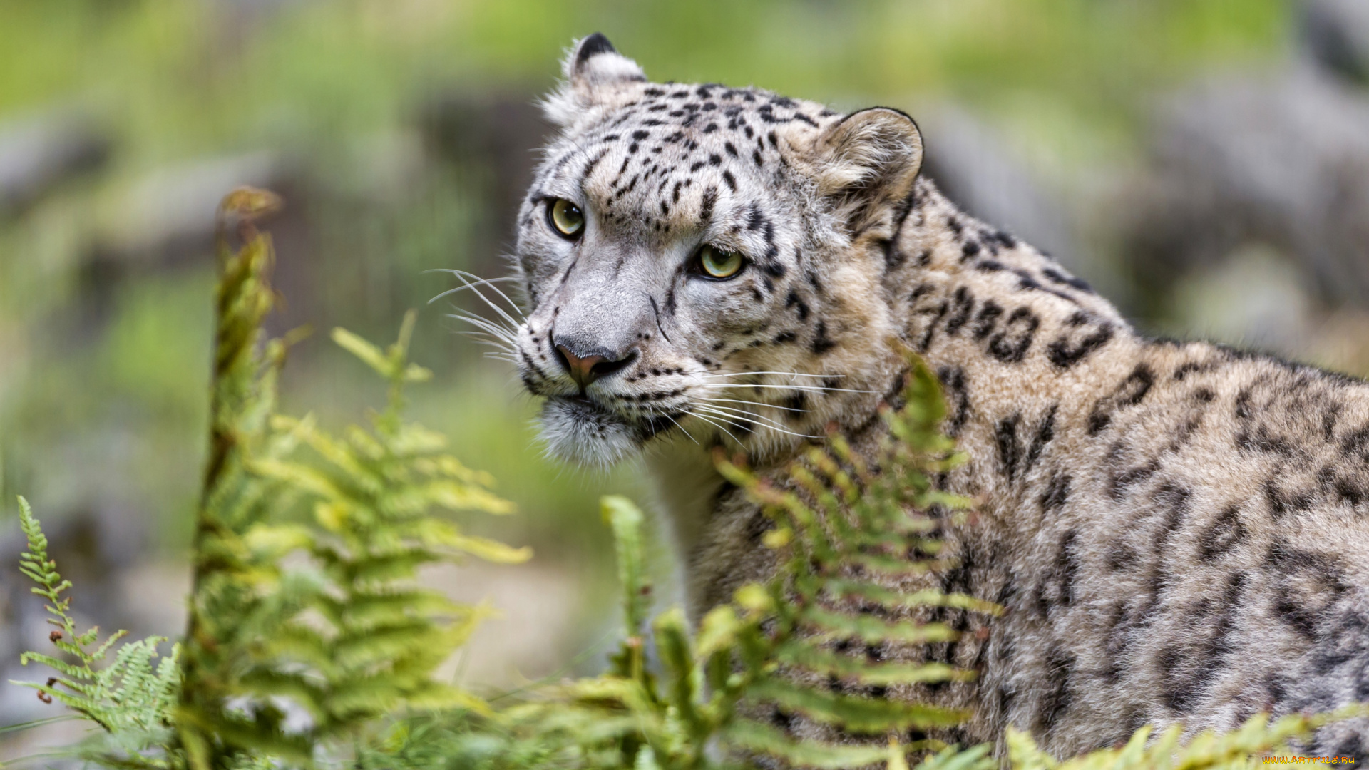 животные, снежный, барс, , ирбис, красивый