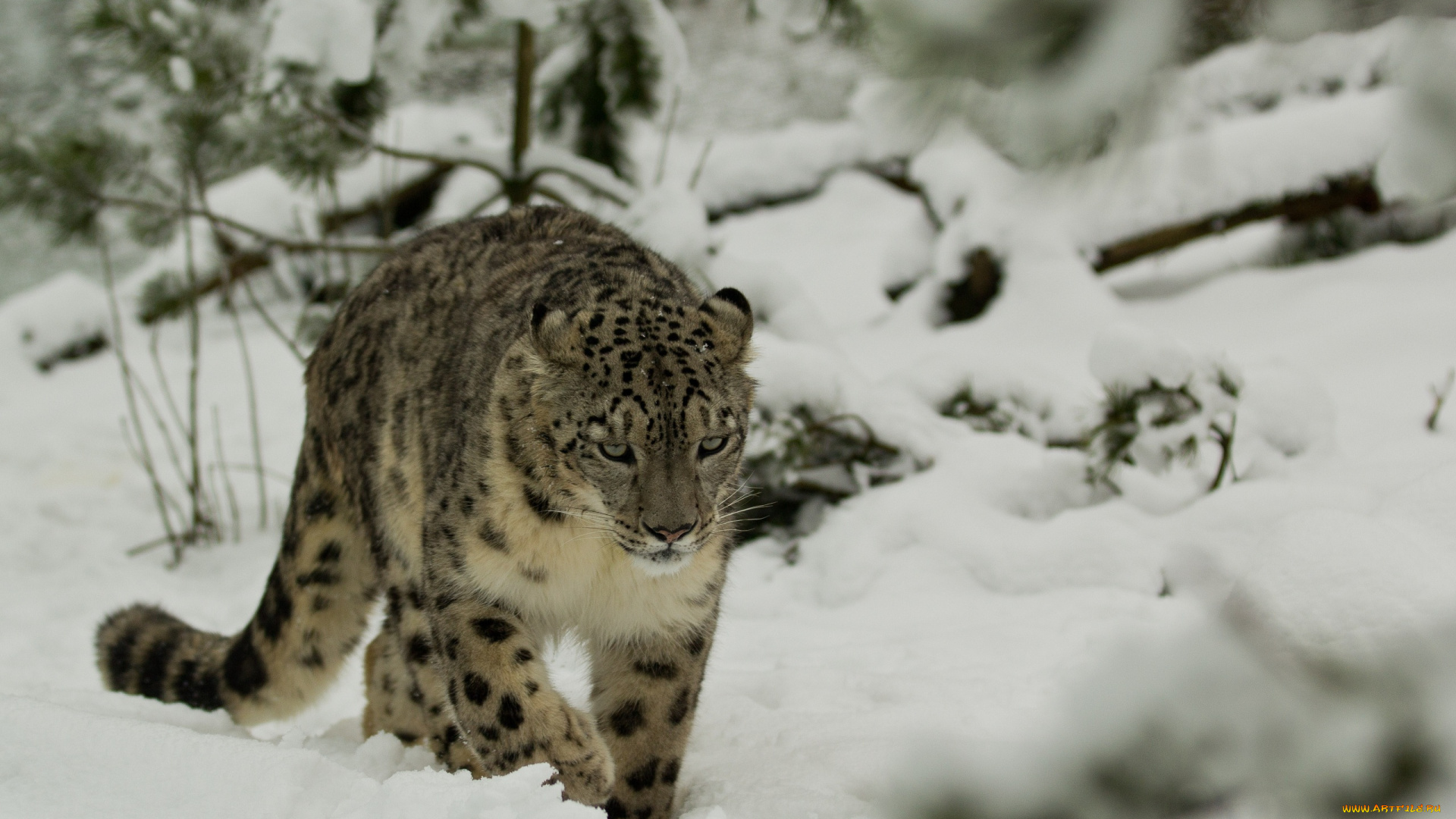 животные, снежный, барс, , ирбис, зима, снег, барс