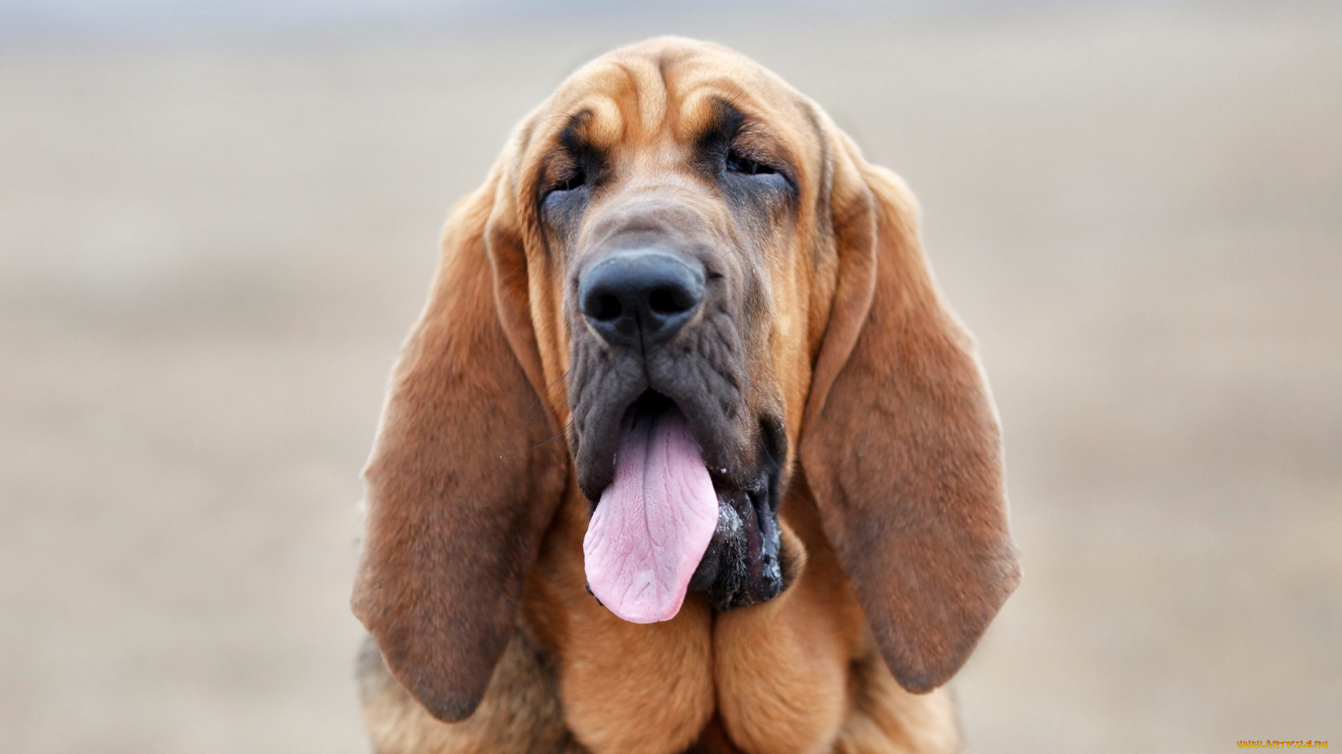 животные, собаки, морда, бассет, хаунд