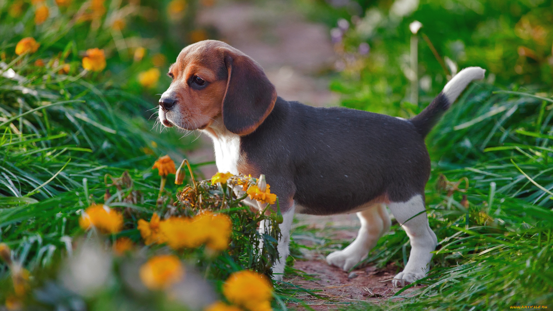 животные, собаки, щенок
