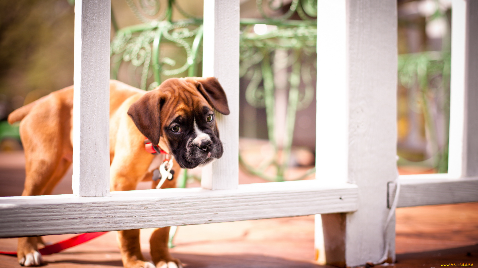 животные, собаки, взгляд