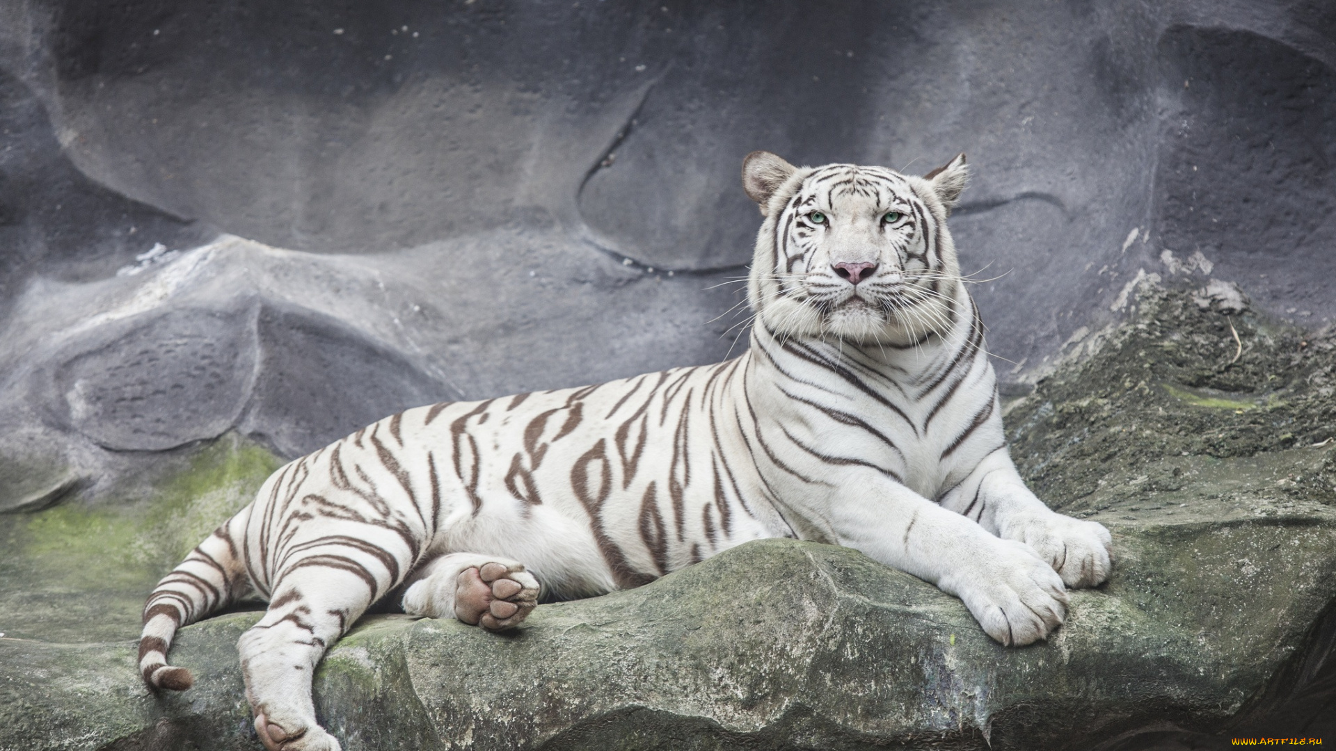 животные, тигры, белый, тигр, отдых, скалы, камни