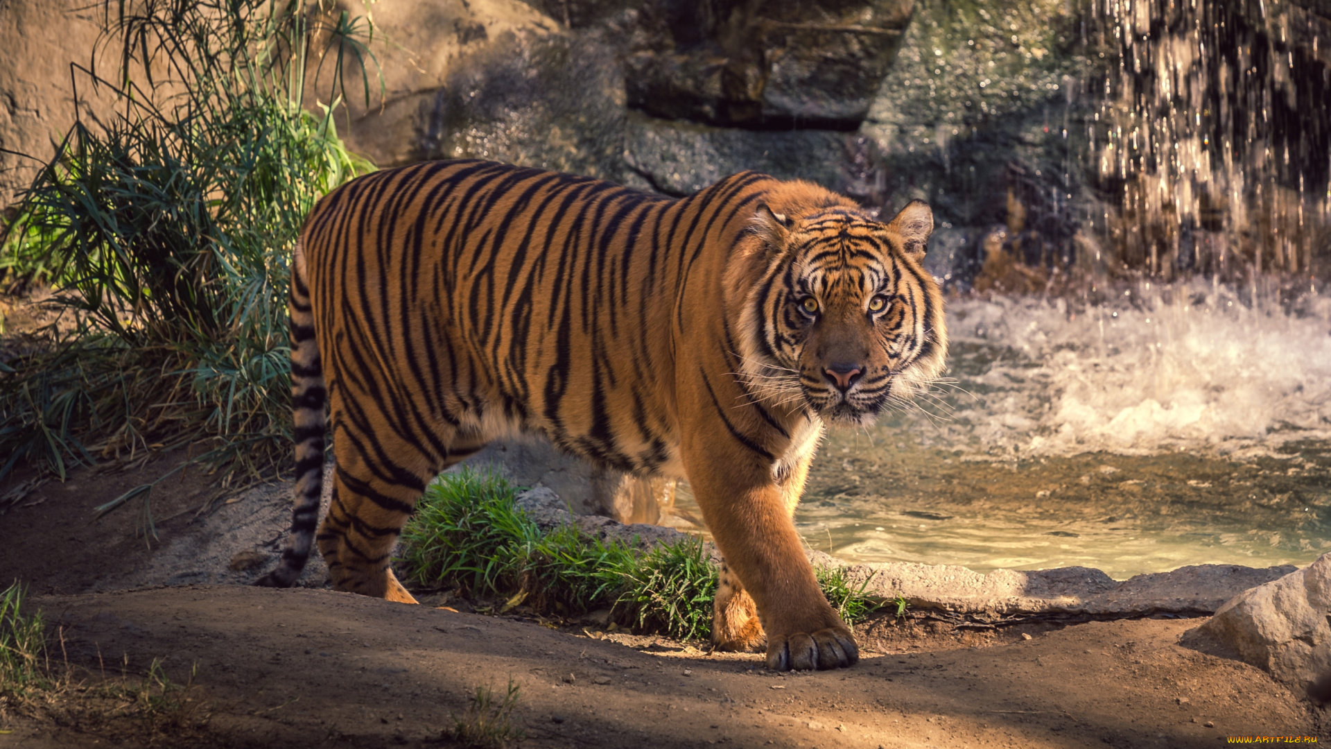 животные, тигры, красавец