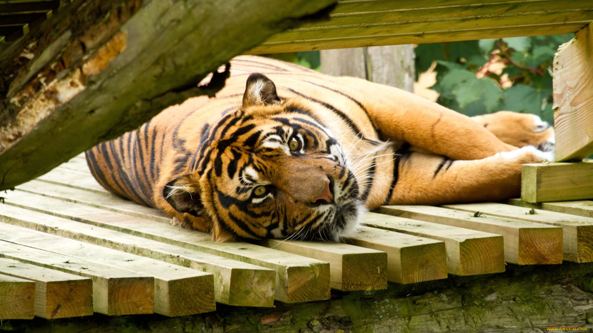 животные, тигры, морда, тигр, отдых