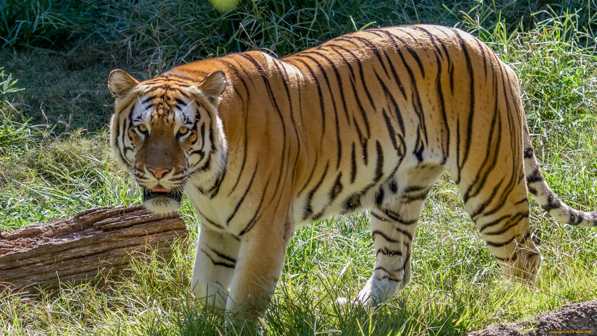 животные, тигры, тигр