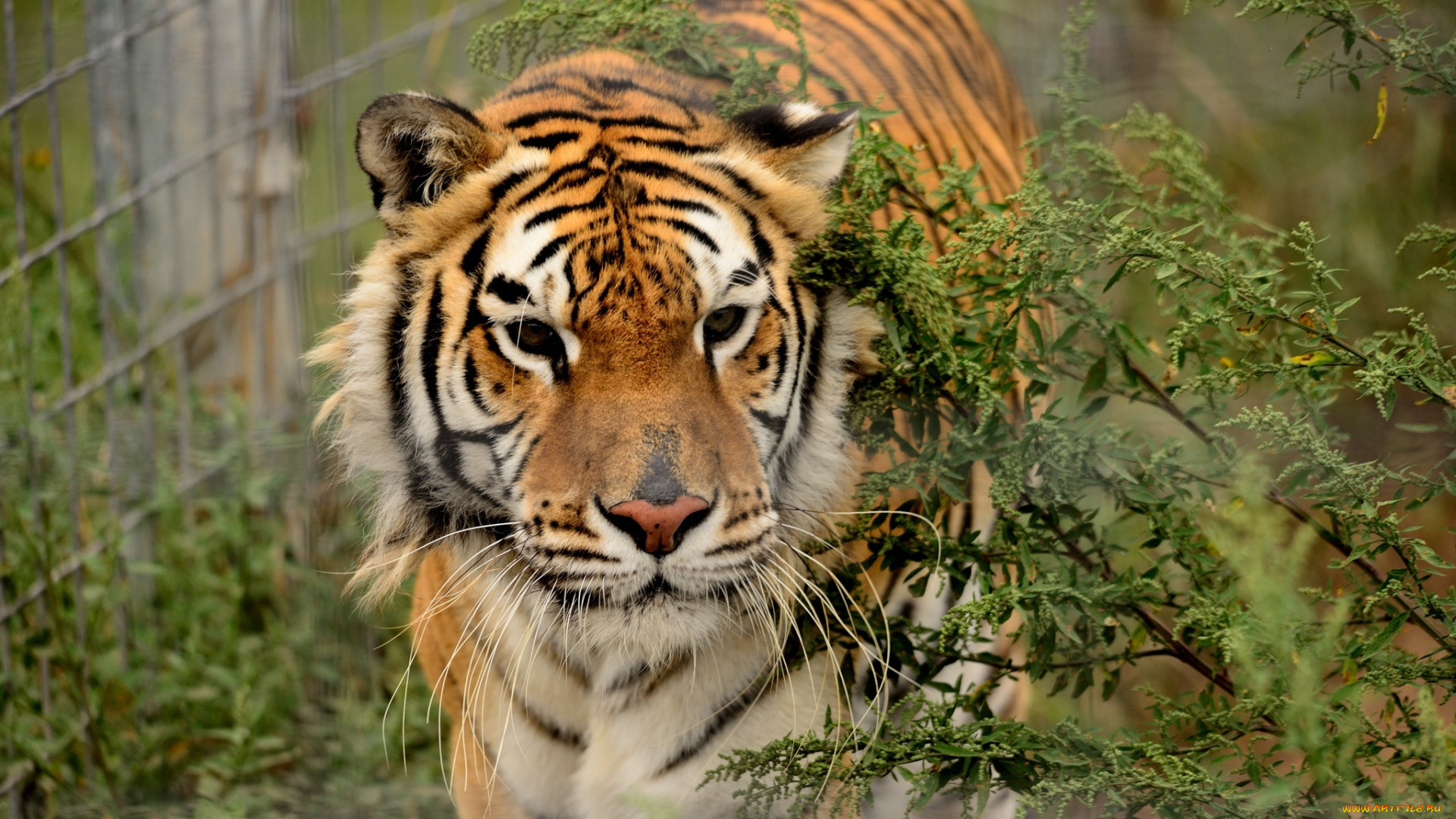 животные, тигры, тигр, морда