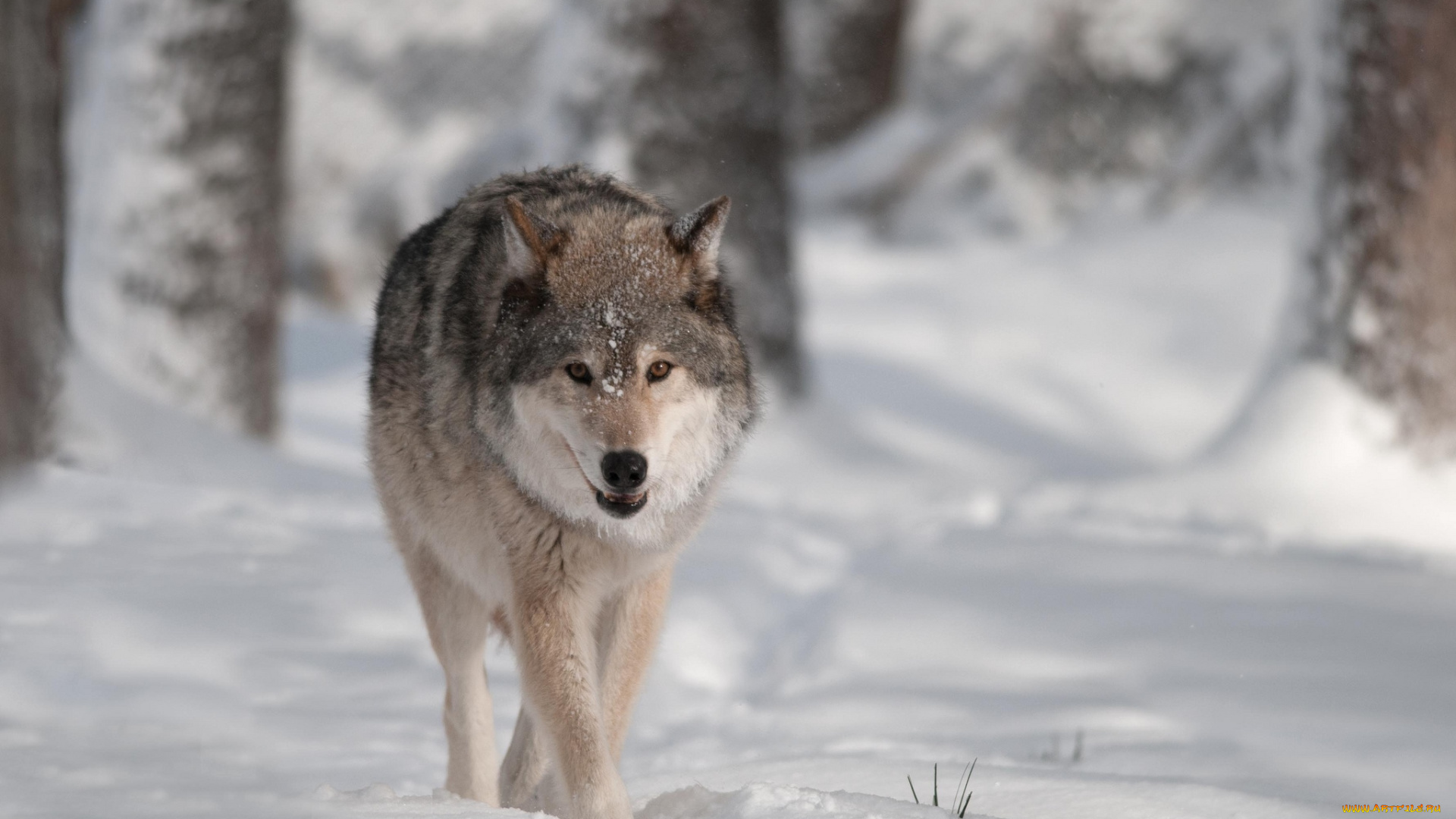 животные, волки, снег, хищник