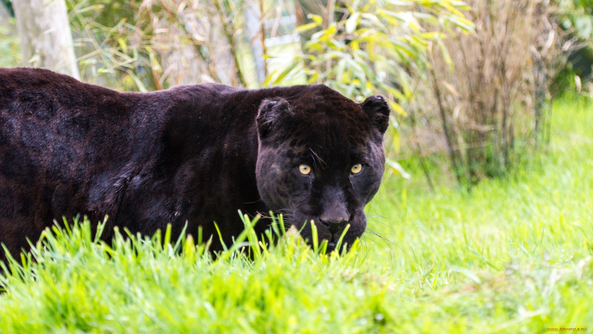 животные, Ягуары, черный, ягуар, трава