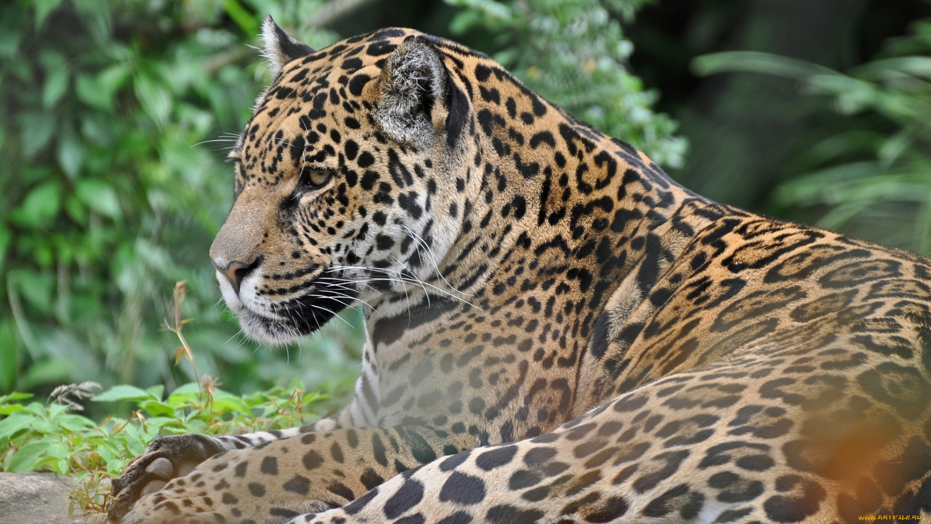 животные, Ягуары, отдых, ягуар