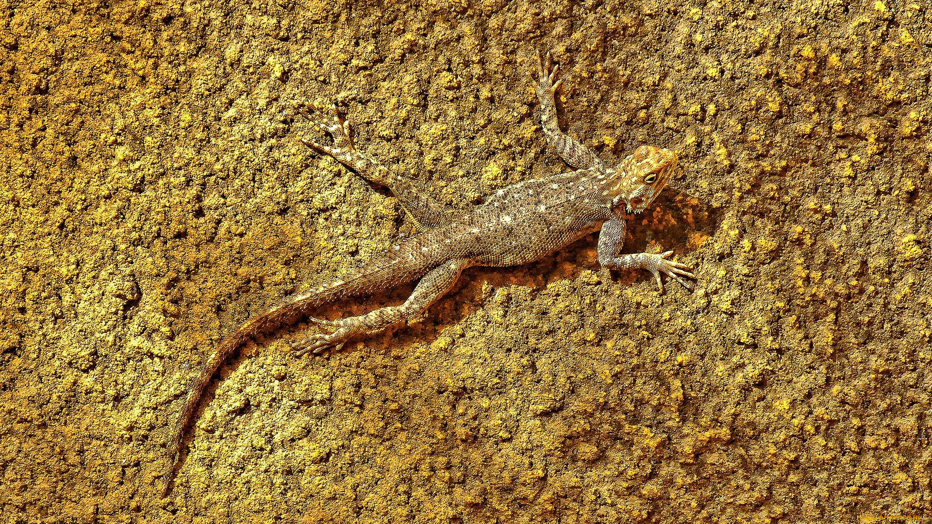 животные, Ящерицы, , игуаны, , вараны, ящерица