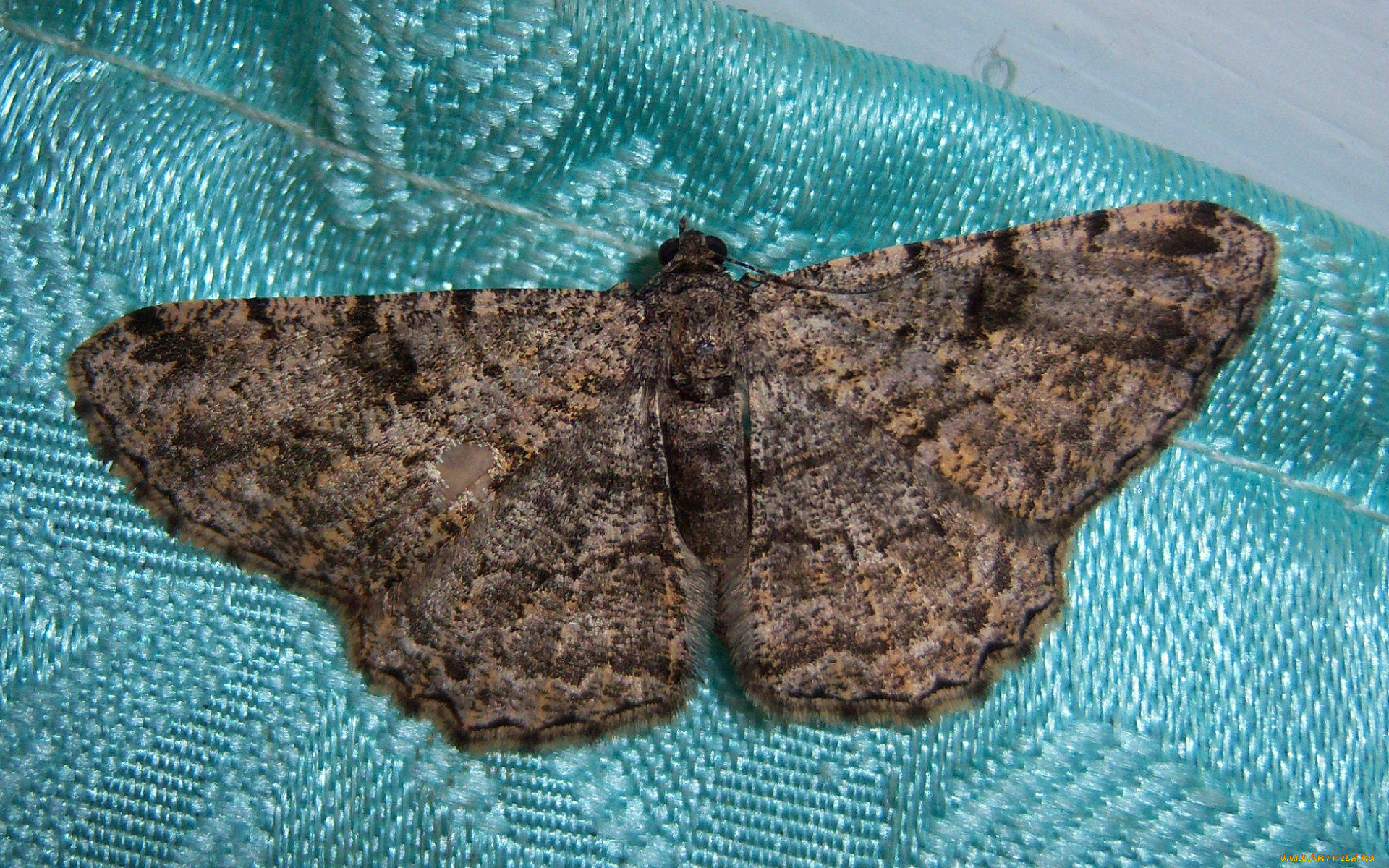 животные, бабочки, мотылёк