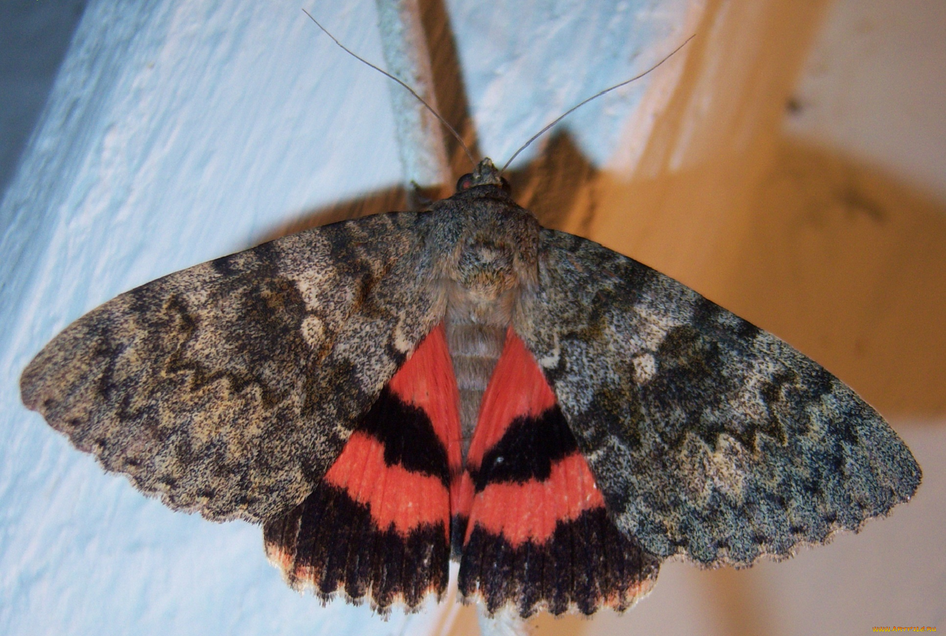 животные, бабочки, мотылёк