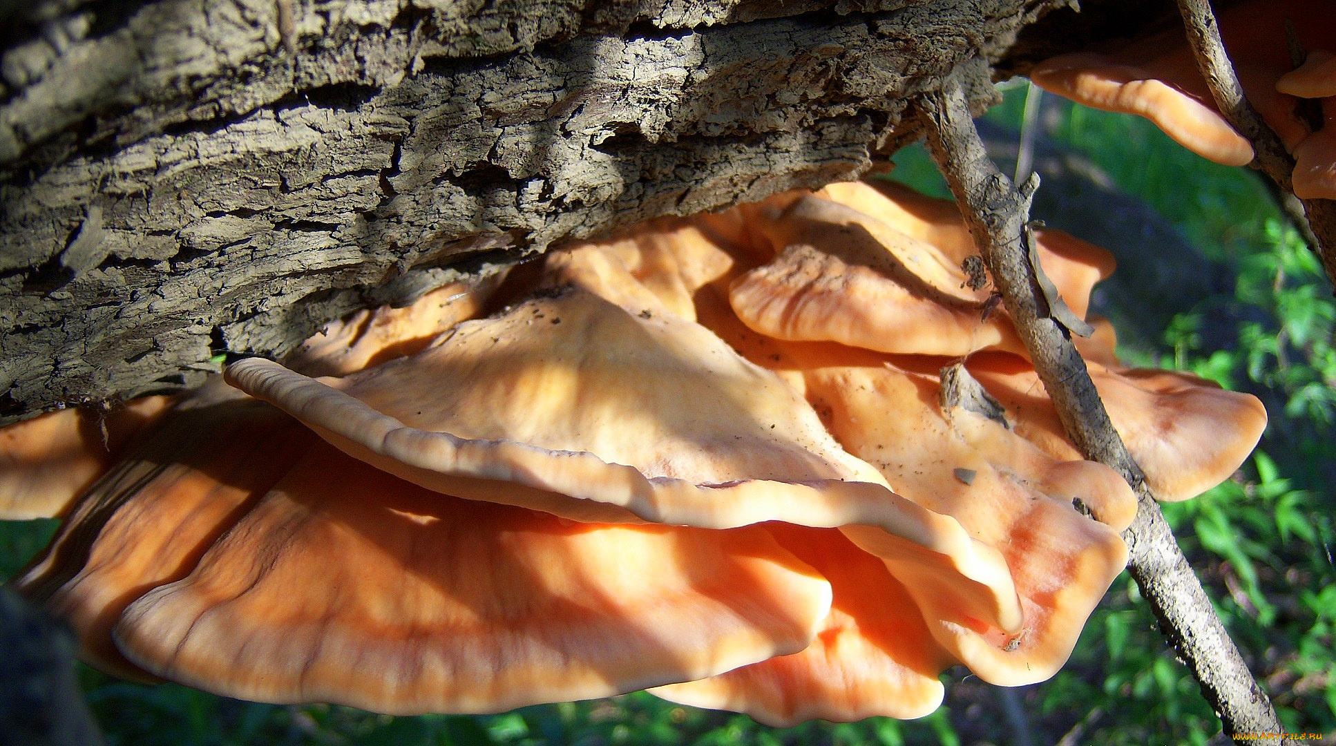 природа, грибы, оранджевые