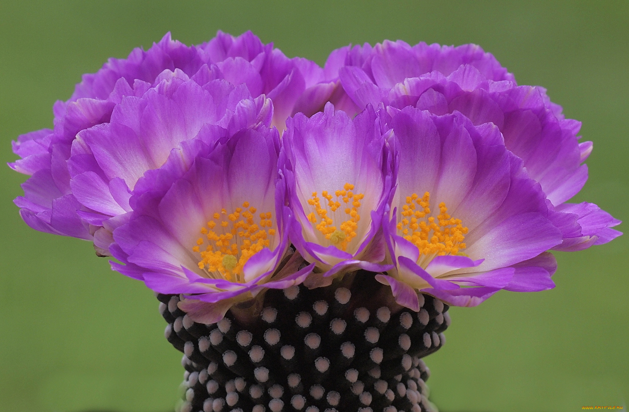 цветы, кактусы, розовый