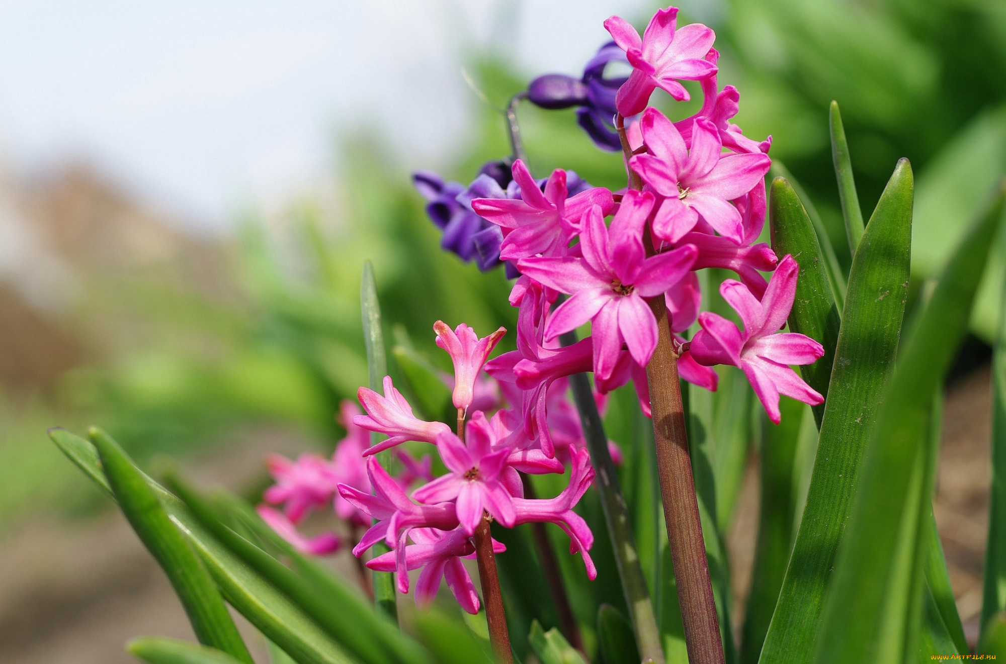 цветы, гиацинты, розовый