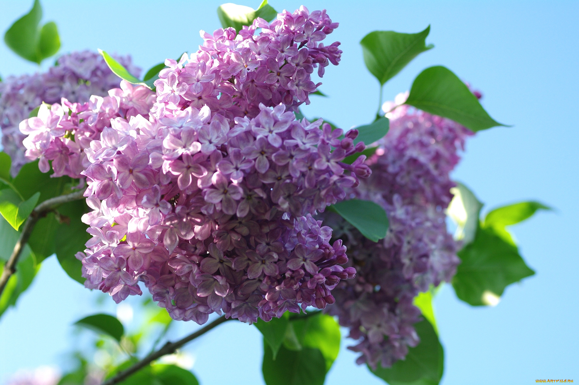 цветы, сирень, куст