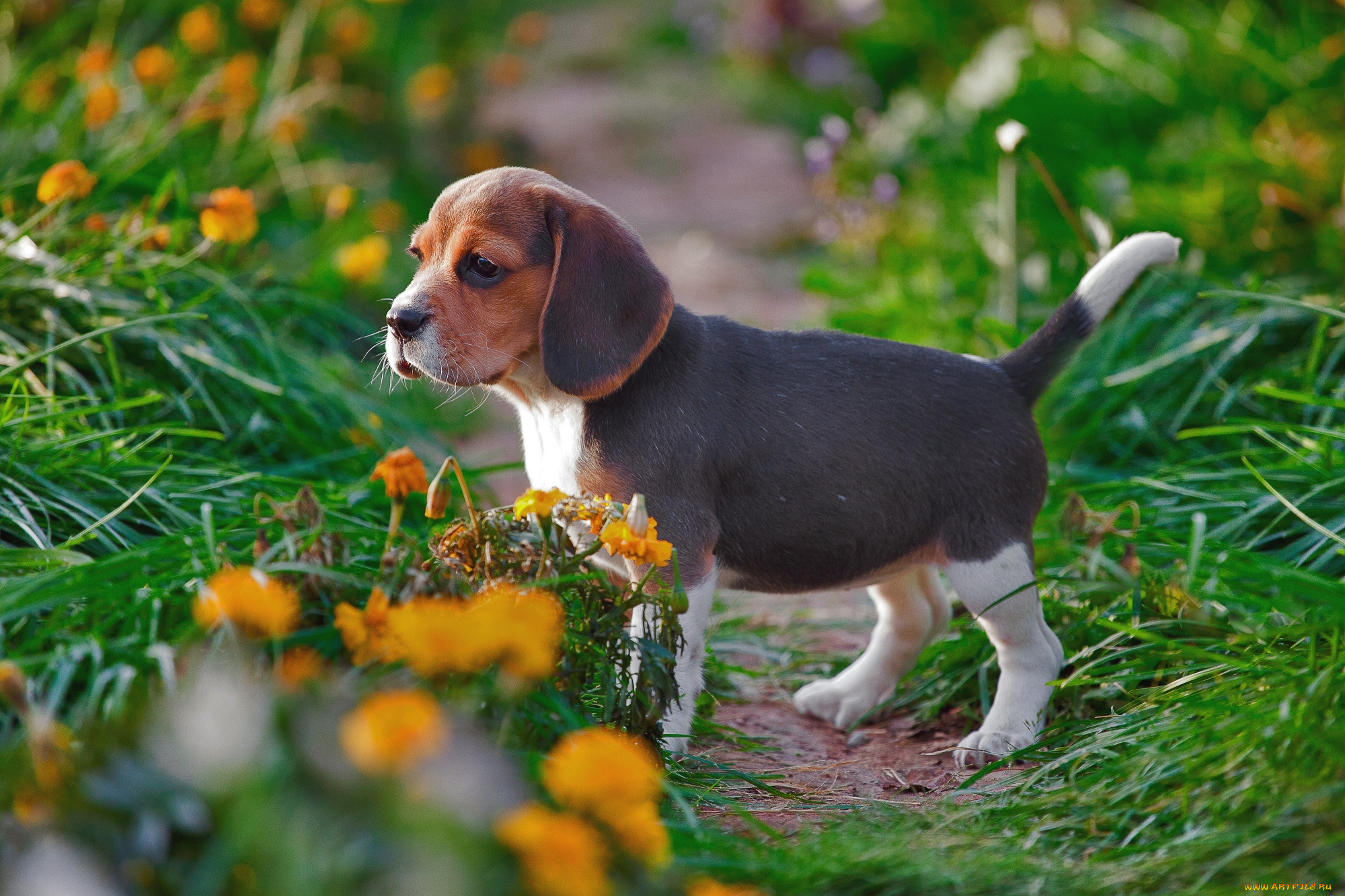 животные, собаки, щенок