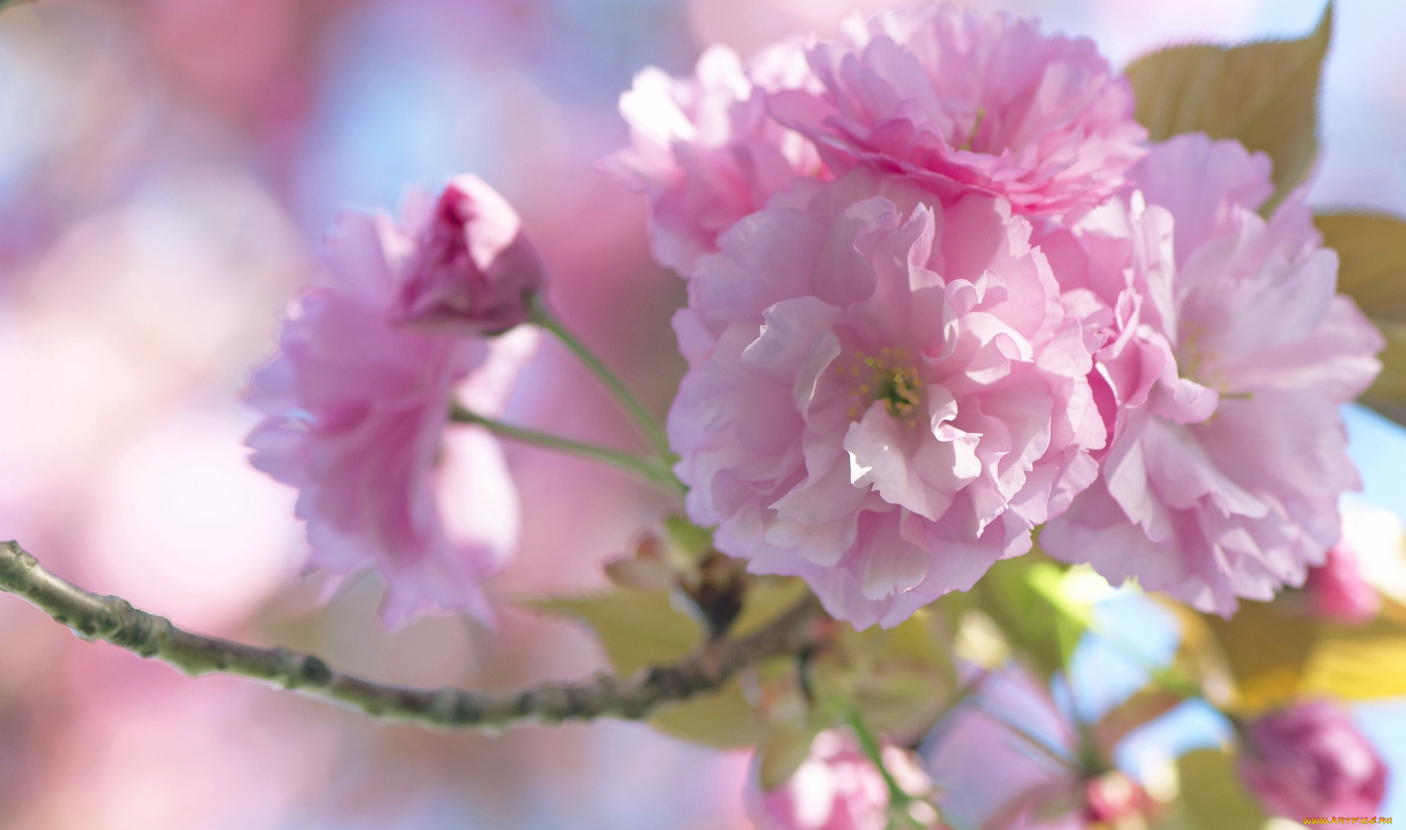 цветы, сакура, , вишня, весна