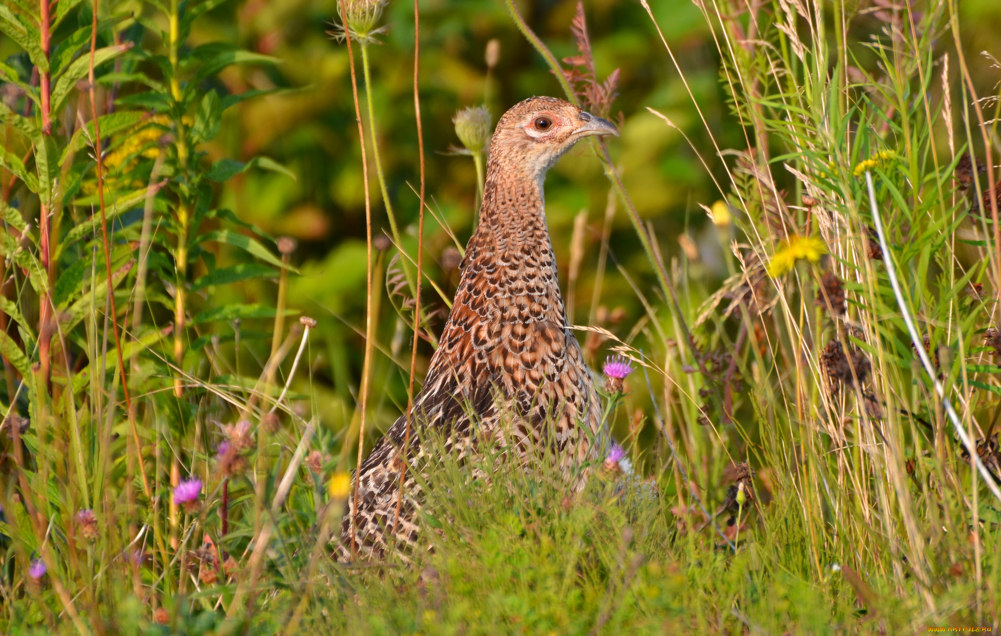 животные, куропатки, , рябчики, , перепела, куропатка